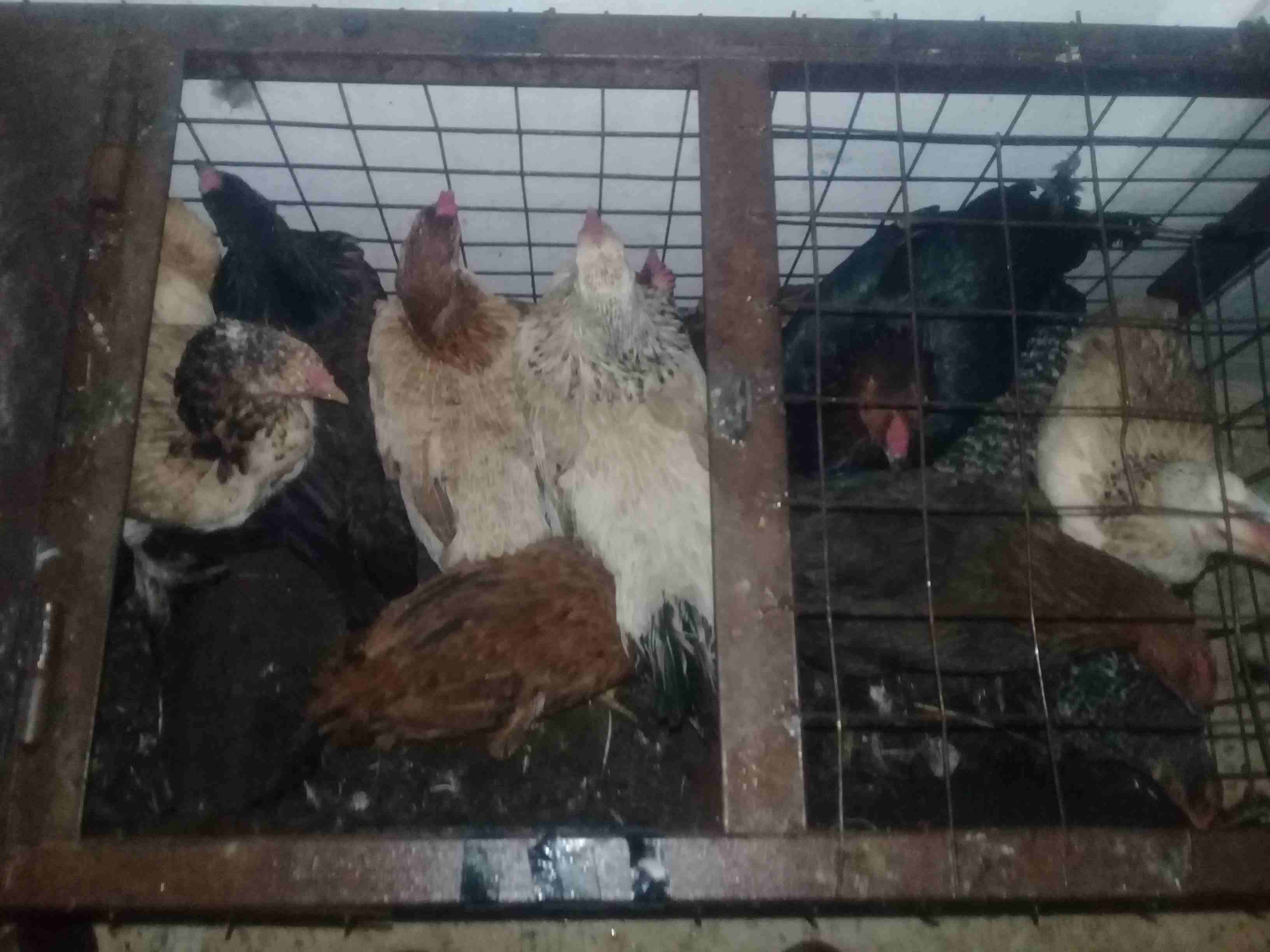 دجاج بلدي وجاج بندوق باكستاني
لا تنسَ أنك شاهدت هذا الإعلان في عنكبوت
45 جاجه للبيع...
