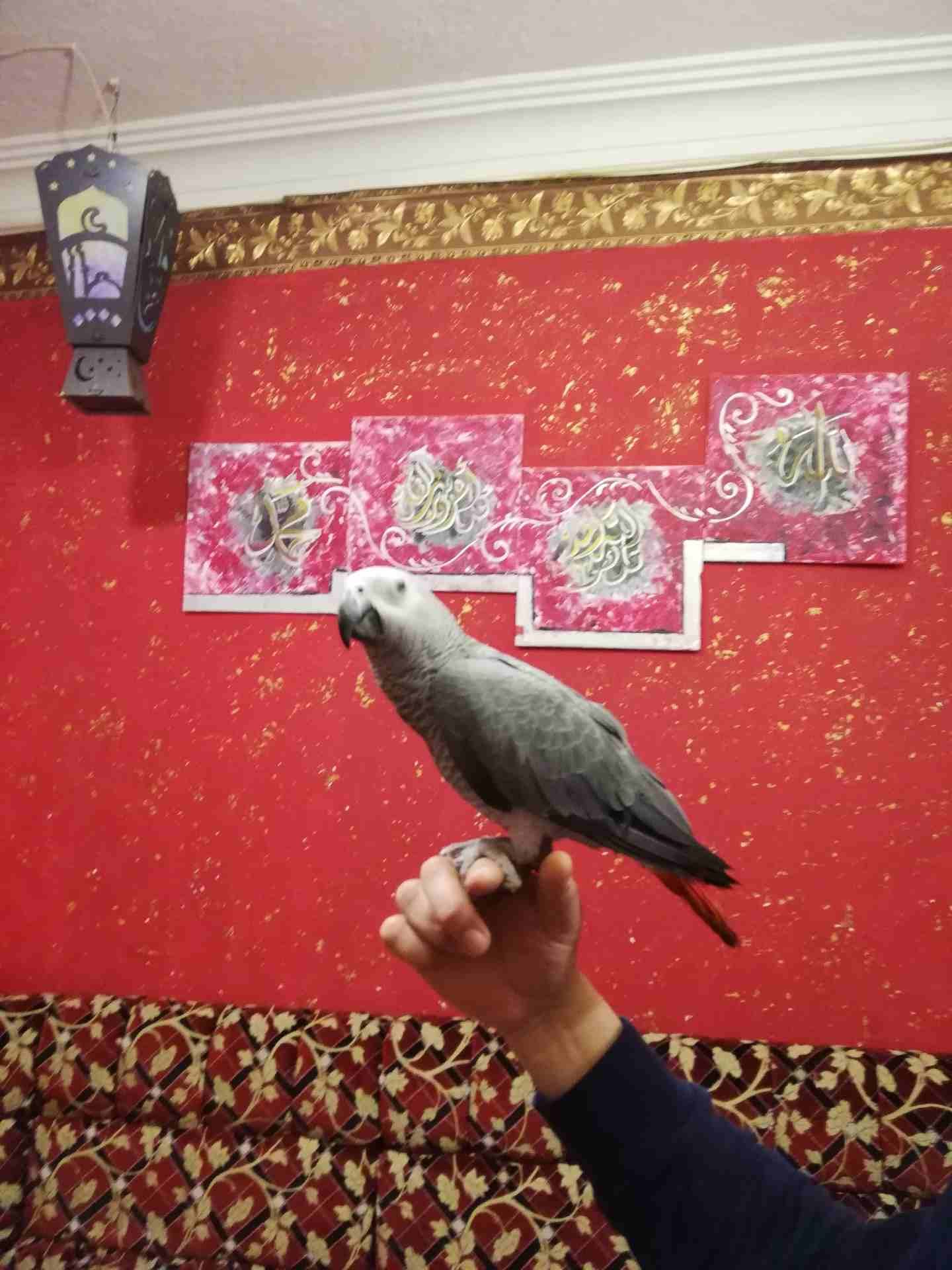 فرخ كاسكو اليف للبيع
لا تنسَ أنك شاهدت هذا الإعلان في عنكبوت
فرخ كاسكو أليف جدا للبيع... مزرعه......