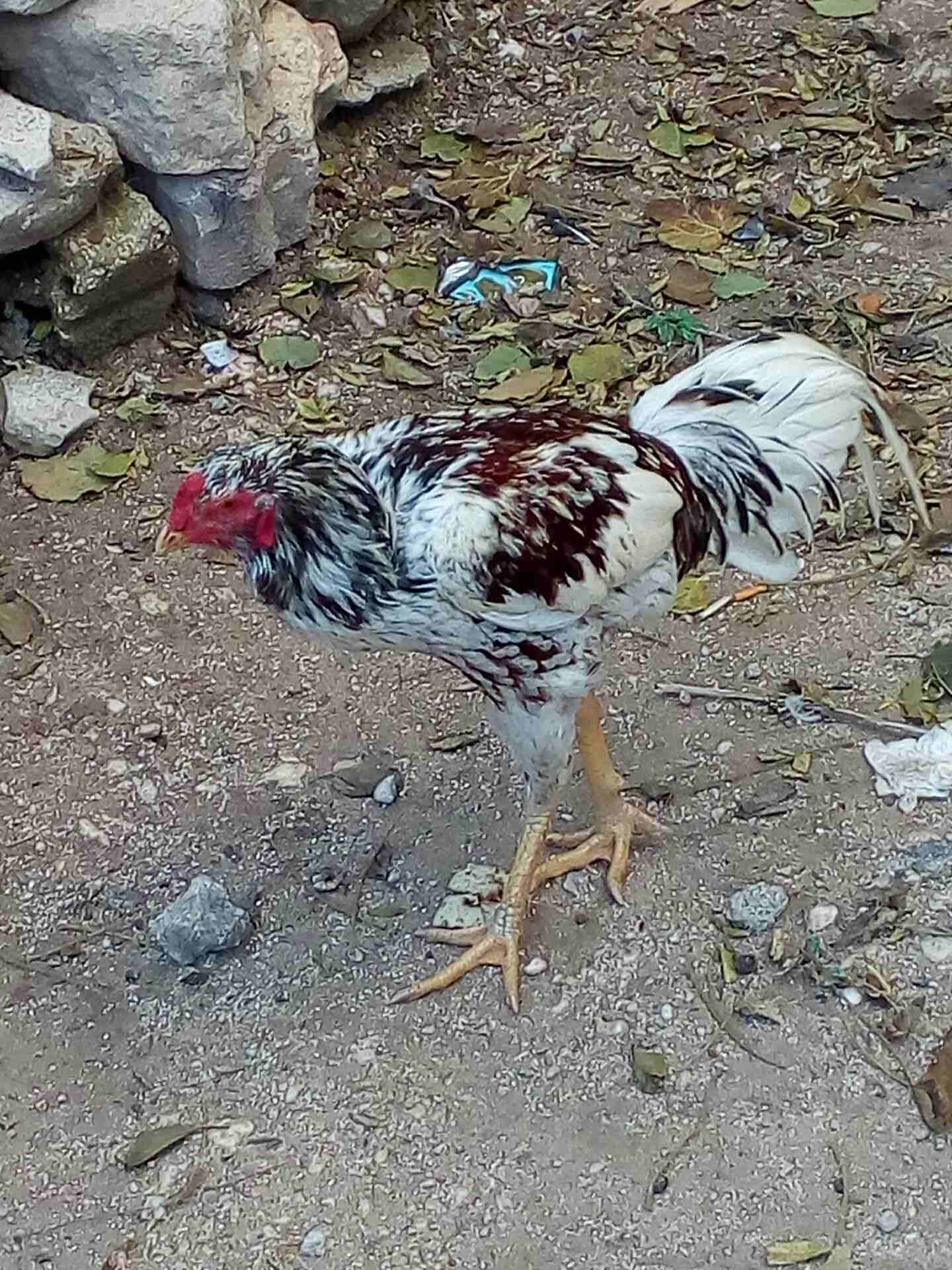 0770724531
لا تنسَ أنك شاهدت هذا الإعلان في عنكبوت
نوع الاعلان الجديد باكستاني عجلون عين جنا...