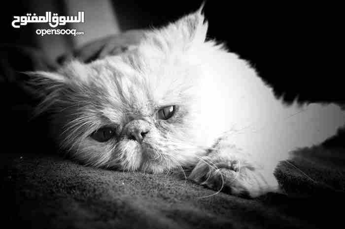 للانتاج المتميز ذكر فارسي مستوى عالي للتزاوج.
لا تنسَ أنك شاهدت هذا الإعلان في عنكبوت
ماشاء الله...