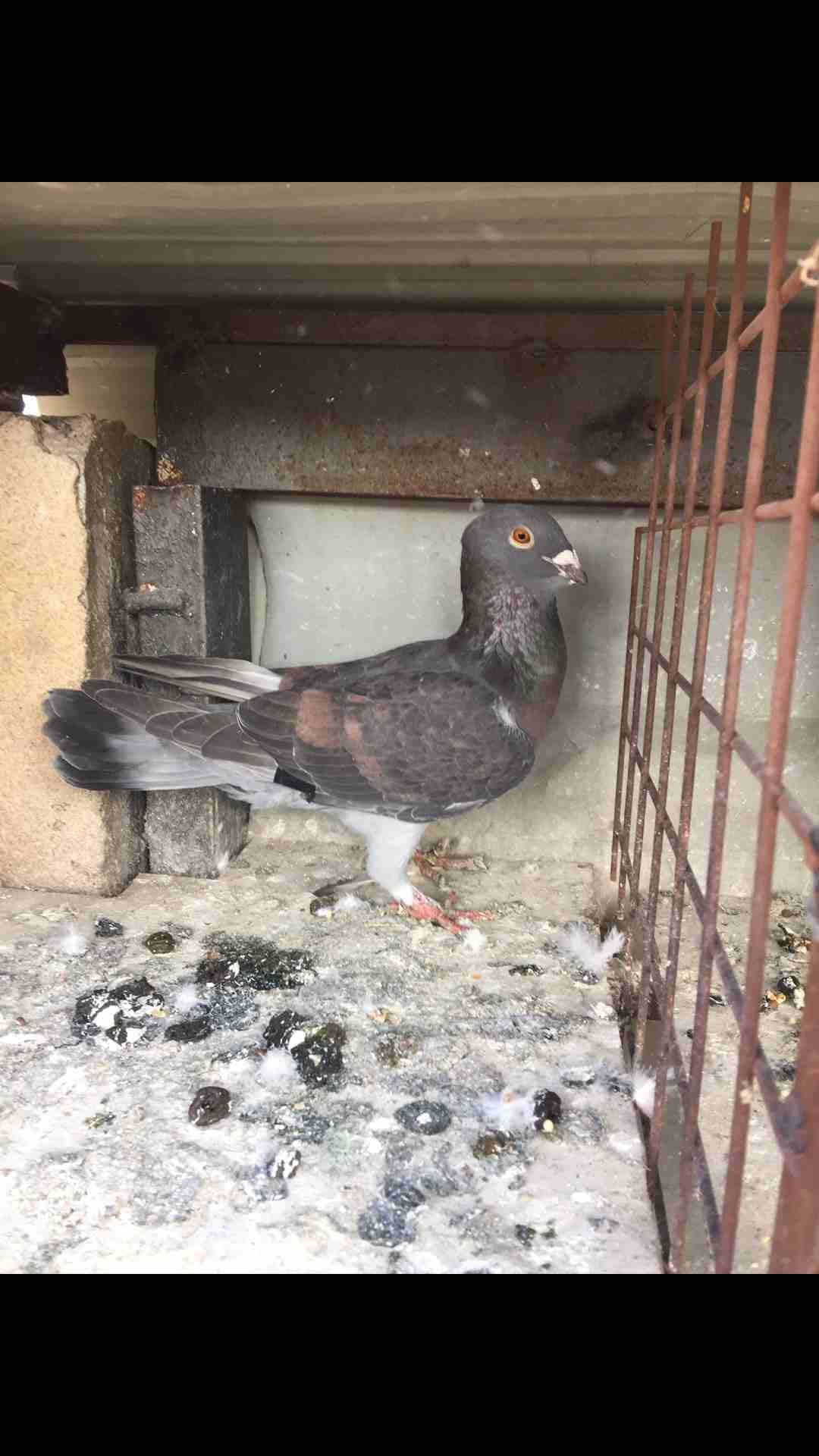 9 طيور كش بسعر مغري
لا تنسَ أنك شاهدت هذا الإعلان في عنكبوت
الطيور كش كلهم فحول
عدد 9 للبيع كلهم...