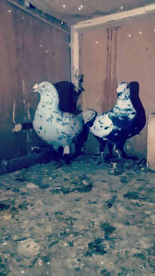 مستنده
لا تنسَ أنك شاهدت هذا الإعلان في عنكبوت
اجواز حمام كشامره و وبلدي على بنيه و ادب بنيه...