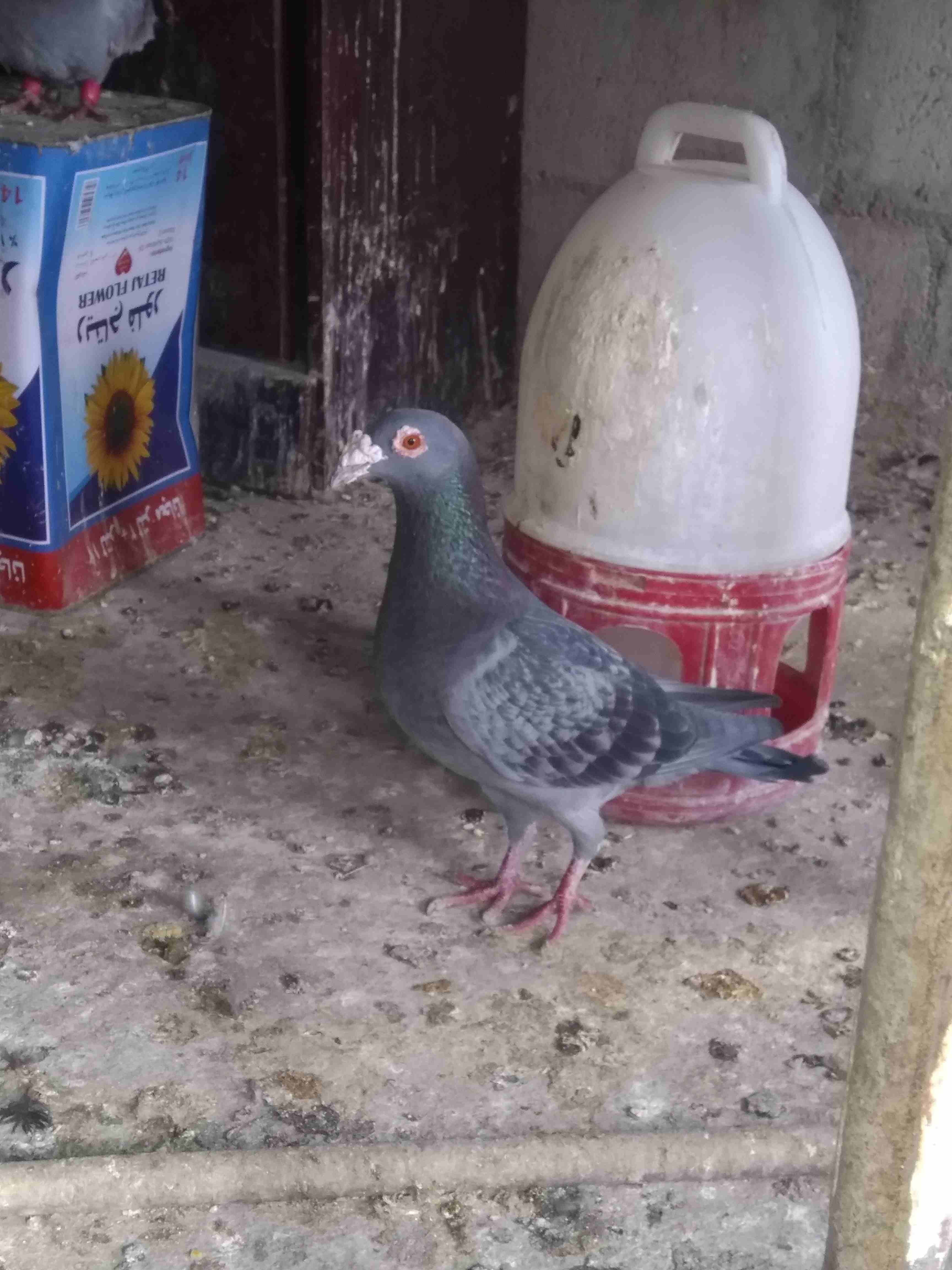 فحل للبيع
لا تنسَ أنك شاهدت هذا الإعلان في عنكبوت
فحل بندوق للبيع 0772485993
رقم المعلن...