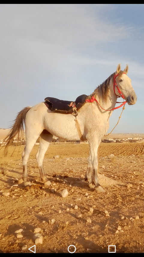 فرس عمر 6 سنوات كفاله صحه و دم حامي ركوب بس و شرا يرن
لا تنسَ أنك شاهدت هذا الإعلان في عنكبوت
فرس...