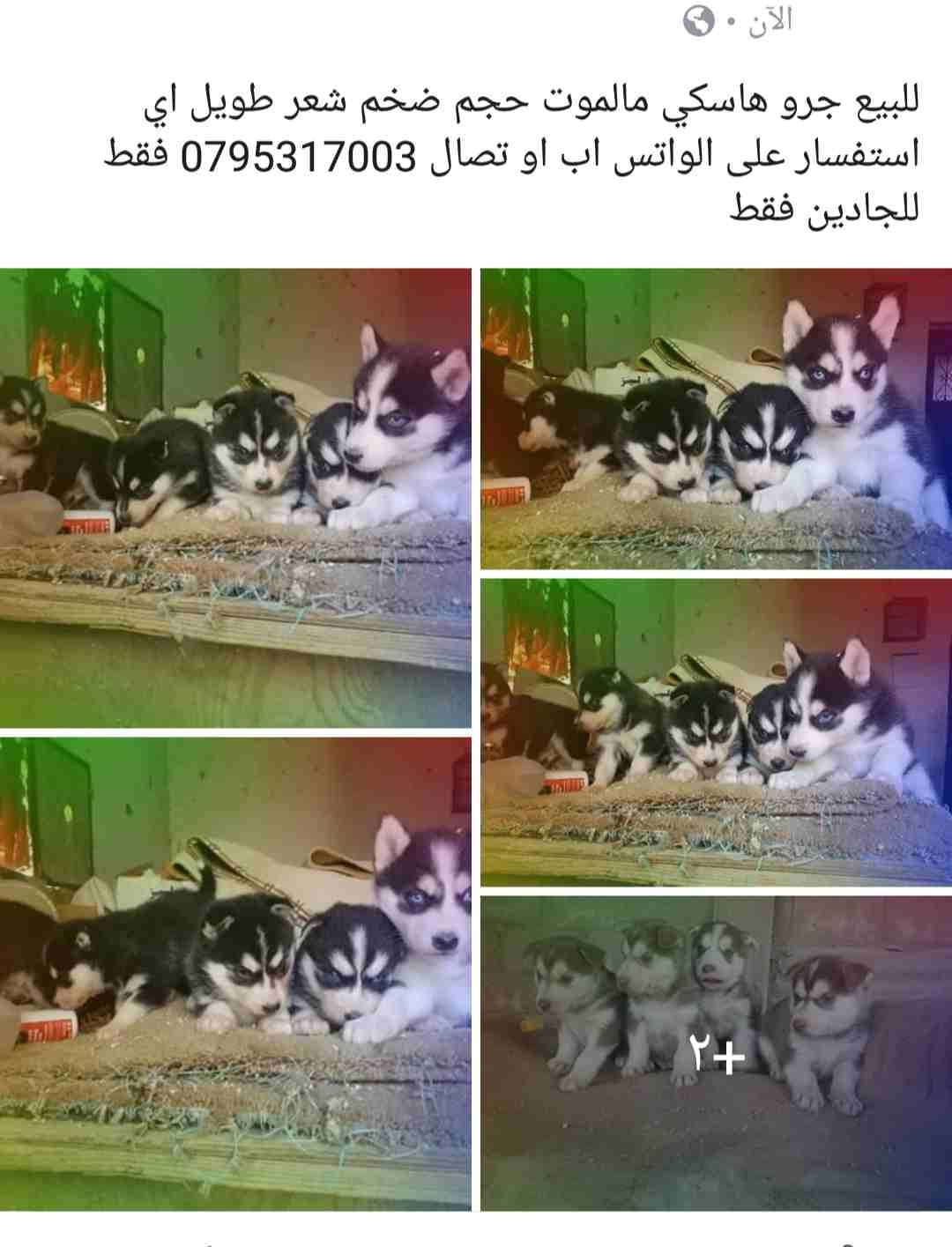 هاسكي مالموت حجم ضخم روت وايلر جامبو بوز افطس حجم ضخم
لا تنسَ أنك شاهدت هذا الإعلان في عنكبوت
هاس...