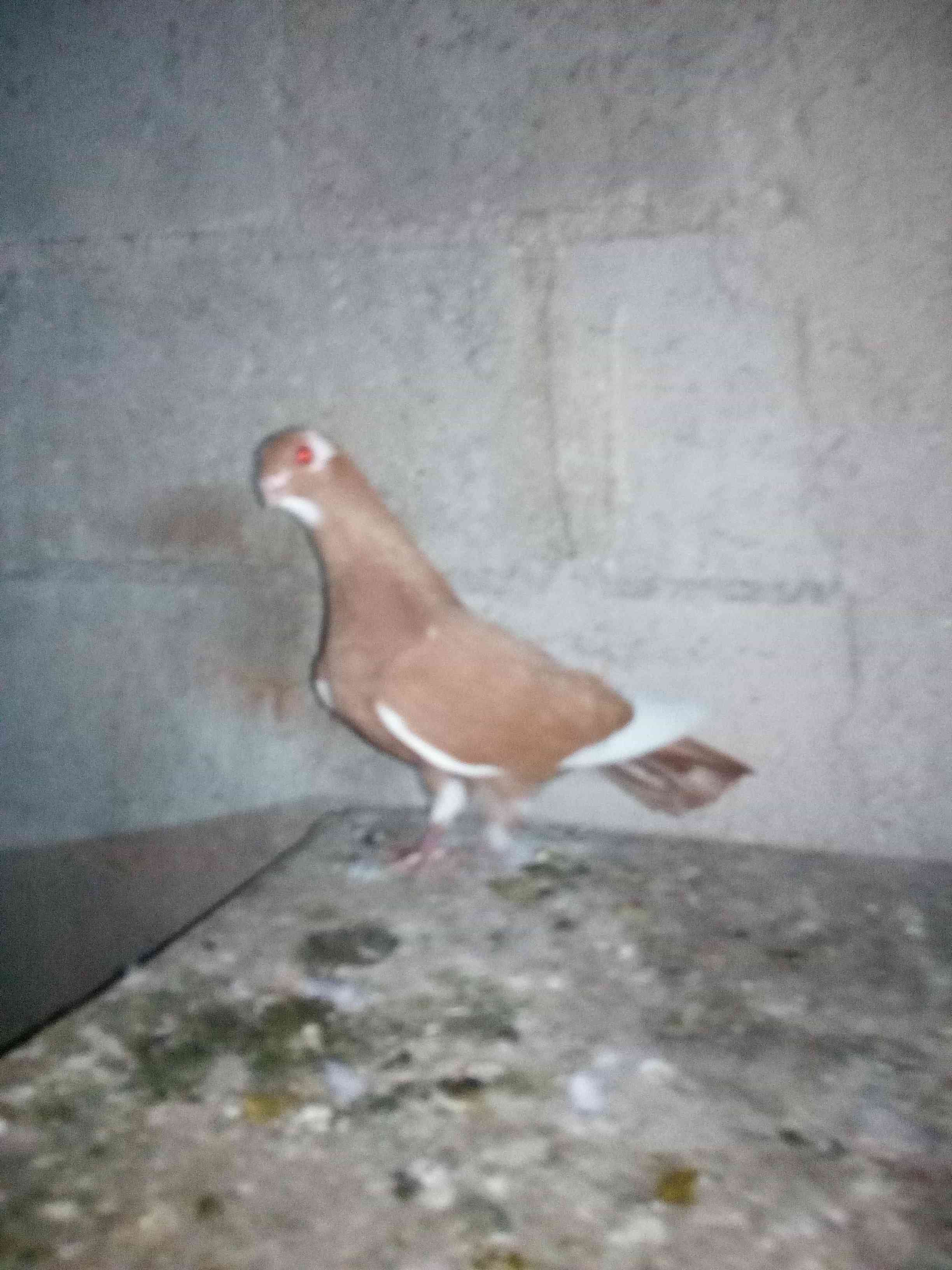 طيره مرقعه صفره للبيع
لا تنسَ أنك شاهدت هذا الإعلان في عنكبوت
....