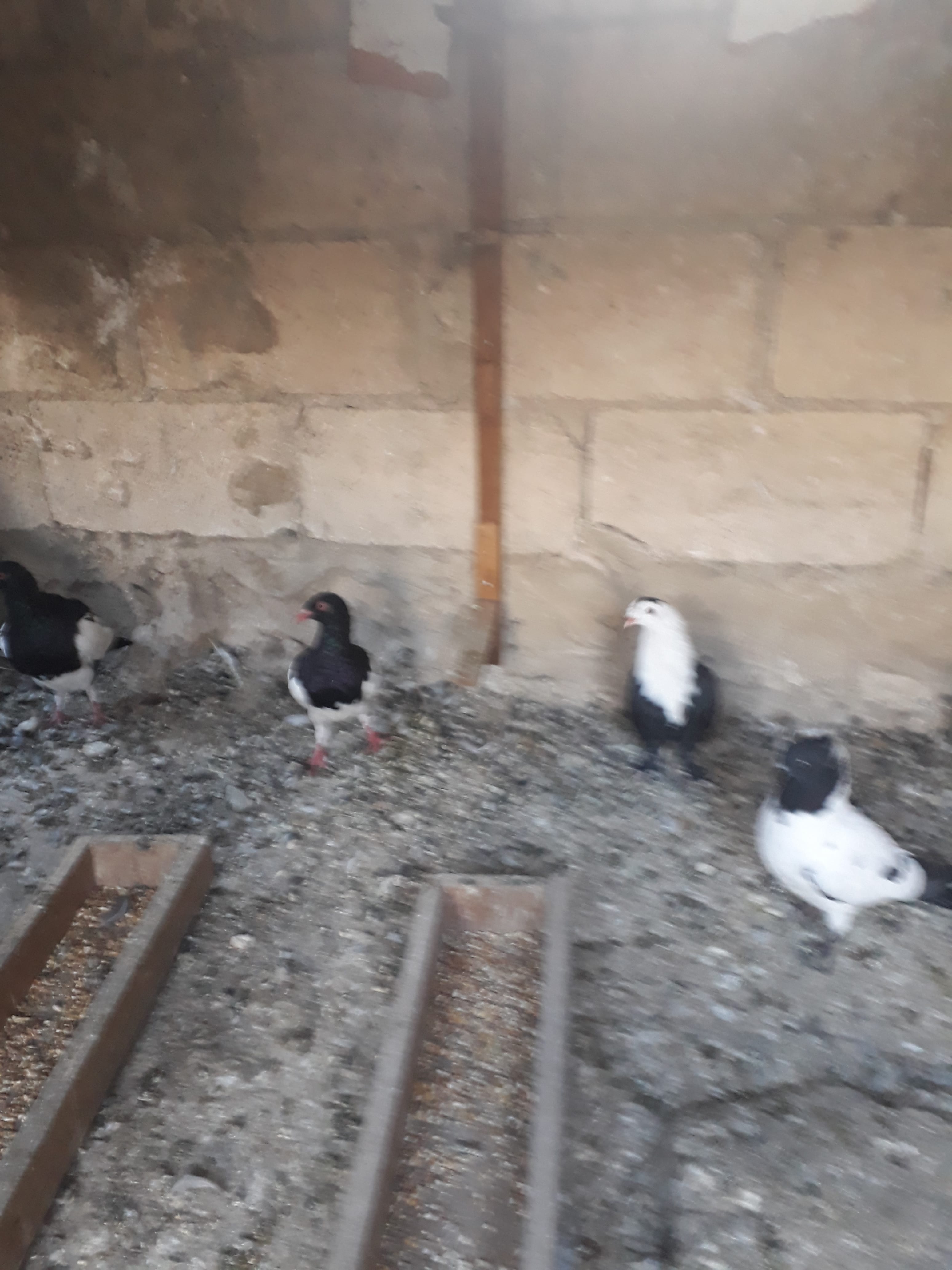 12 فرخ للبيع بواقي مشكله
لا تنسَ أنك شاهدت هذا الإعلان في عنكبوت
الرصيفه الجبل الشمالي
في منه...