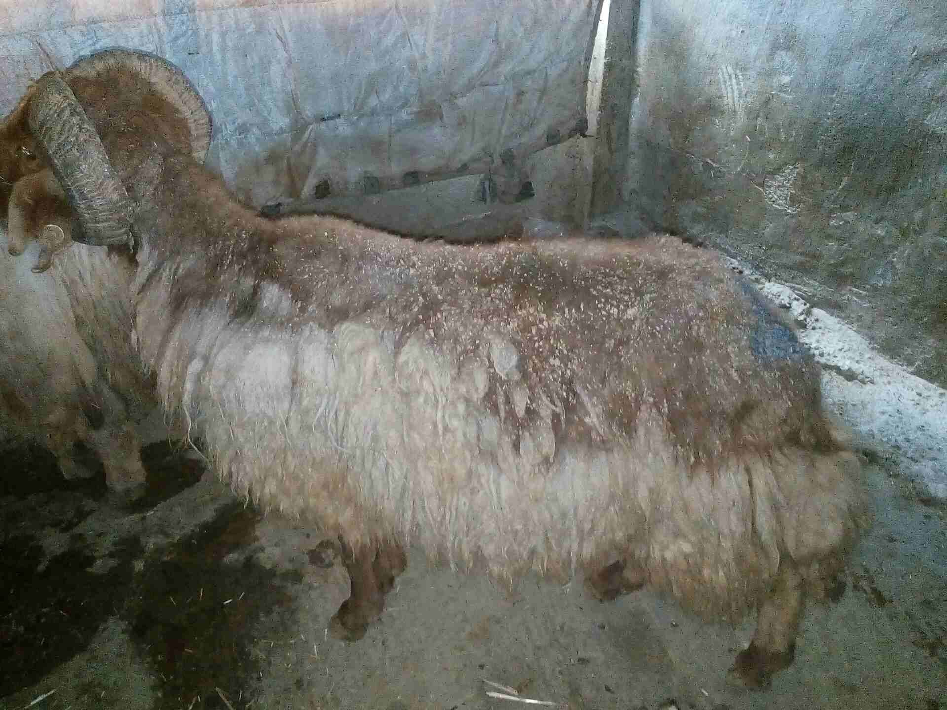 كباش بيعر البلاش وباسعار مغرية جدا
لا تنسَ أنك شاهدت هذا الإعلان في عنكبوت
كباش عدد خمسة سن انضيف...