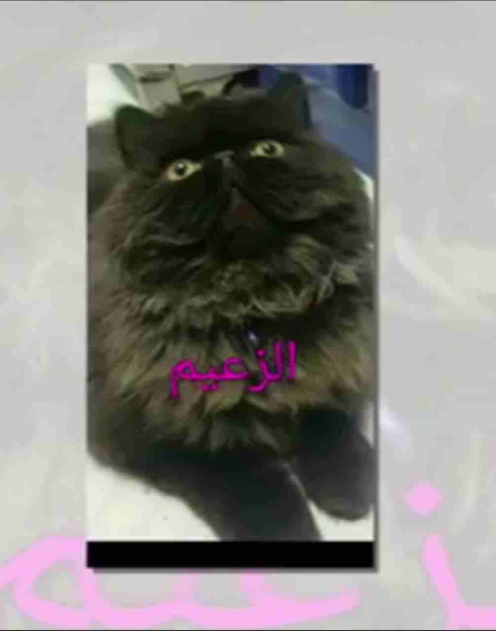 ذكررر للتزاوج
لا تنسَ أنك شاهدت هذا الإعلان في عنكبوت
ذكر للتزاوج
بسم الله وتبارك الله العظيم
ال...