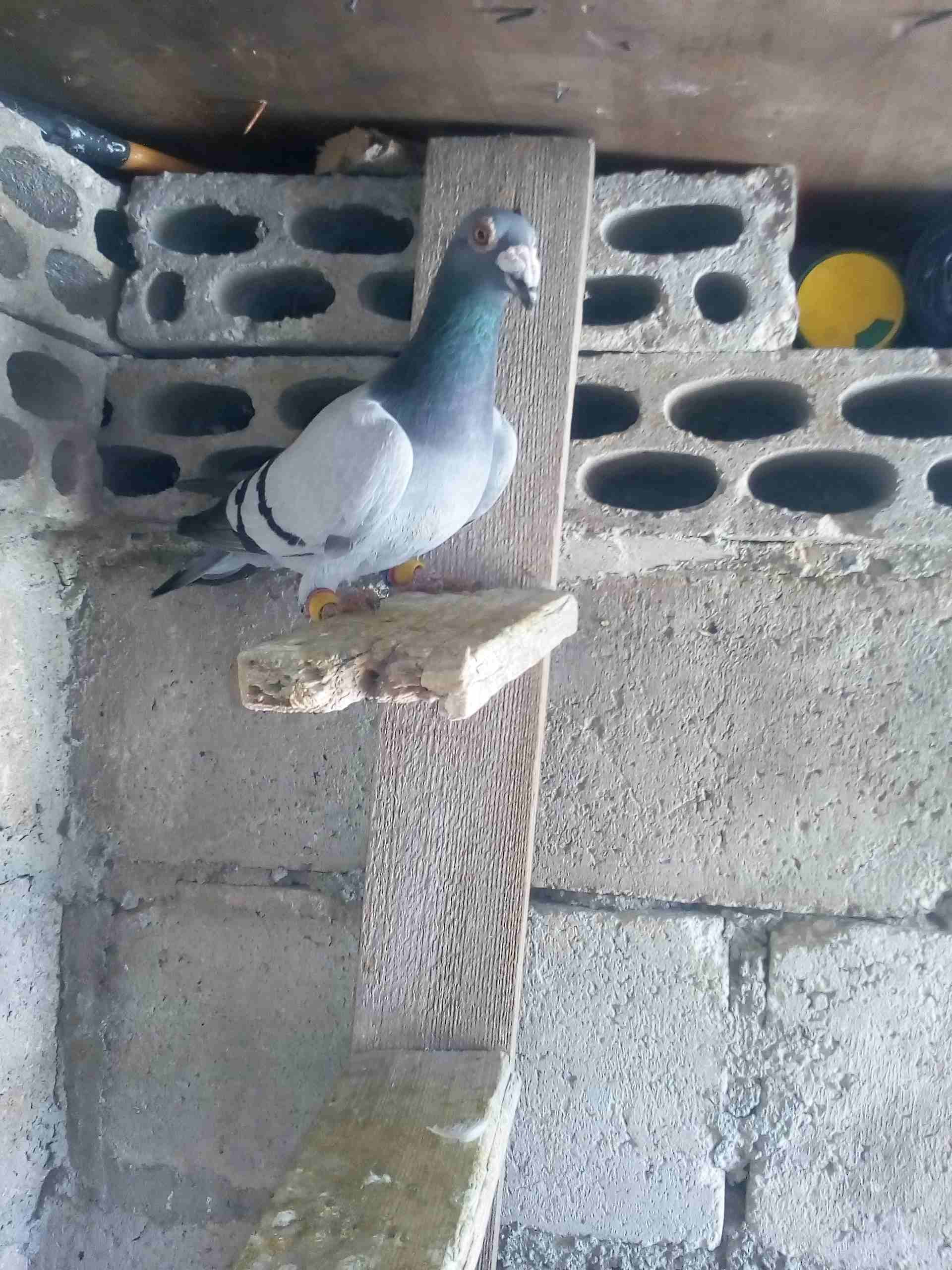 حمام طايره بعد مادبا مليح بيع كوم كالهى طيور حمام كش بيدك زي مابدك صوريخ
لا تنسَ أنك شاهدت هذا الإعلان في عنكبوت...