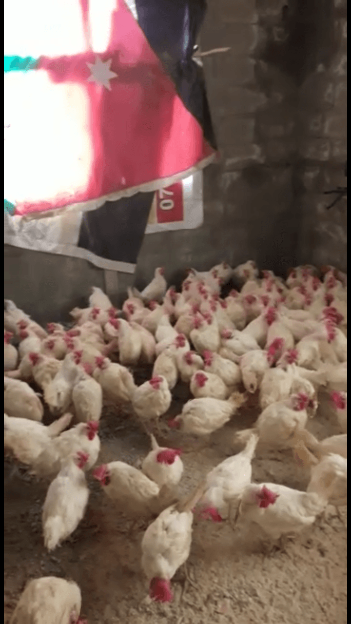 المقابلين
لا تنسَ أنك شاهدت هذا الإعلان في عنكبوت
جاج مزارع بياض
الجاجه على دينار واحد...