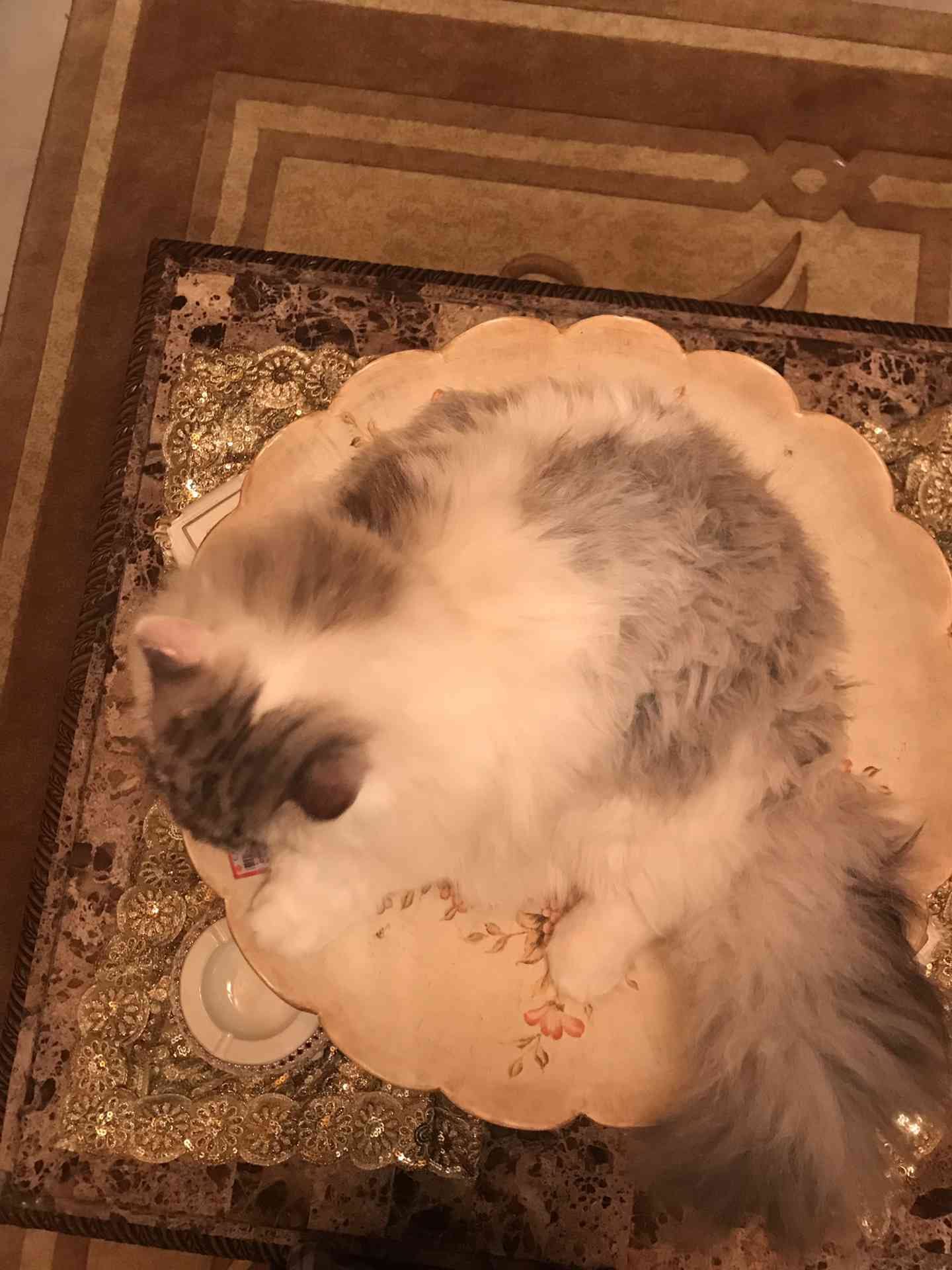 شيرازي شانشيلا للبيع
لا تنسَ أنك شاهدت هذا الإعلان في عنكبوت
ذكر عمره 1
معه كل اغراضه ..
منط...