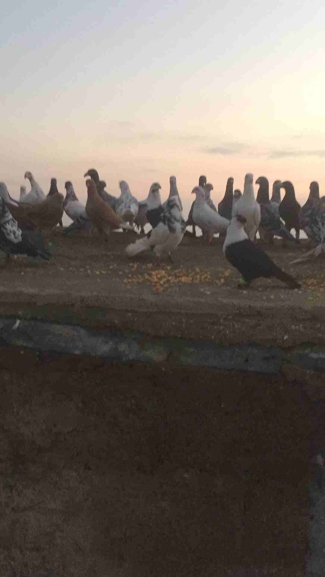 حمام كش طايره بالسلط
لا تنسَ أنك شاهدت هذا الإعلان في عنكبوت
قطعه حمام مشكلات قصات وعساكر وحمام ح...