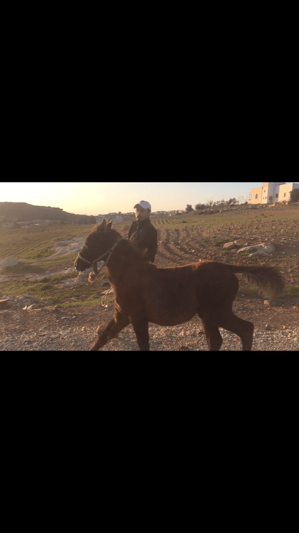 خيل للبيع
لا تنسَ أنك شاهدت هذا الإعلان في عنكبوت
حصان عمره 4 شهور ابن غيلان0798508955
ر...