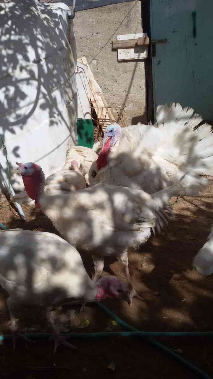 حبش للبيع
لا تنسَ أنك شاهدت هذا الإعلان في عنكبوت
حبش للبيع ذكور تكبيس واناثي بياضه صحه تمام...