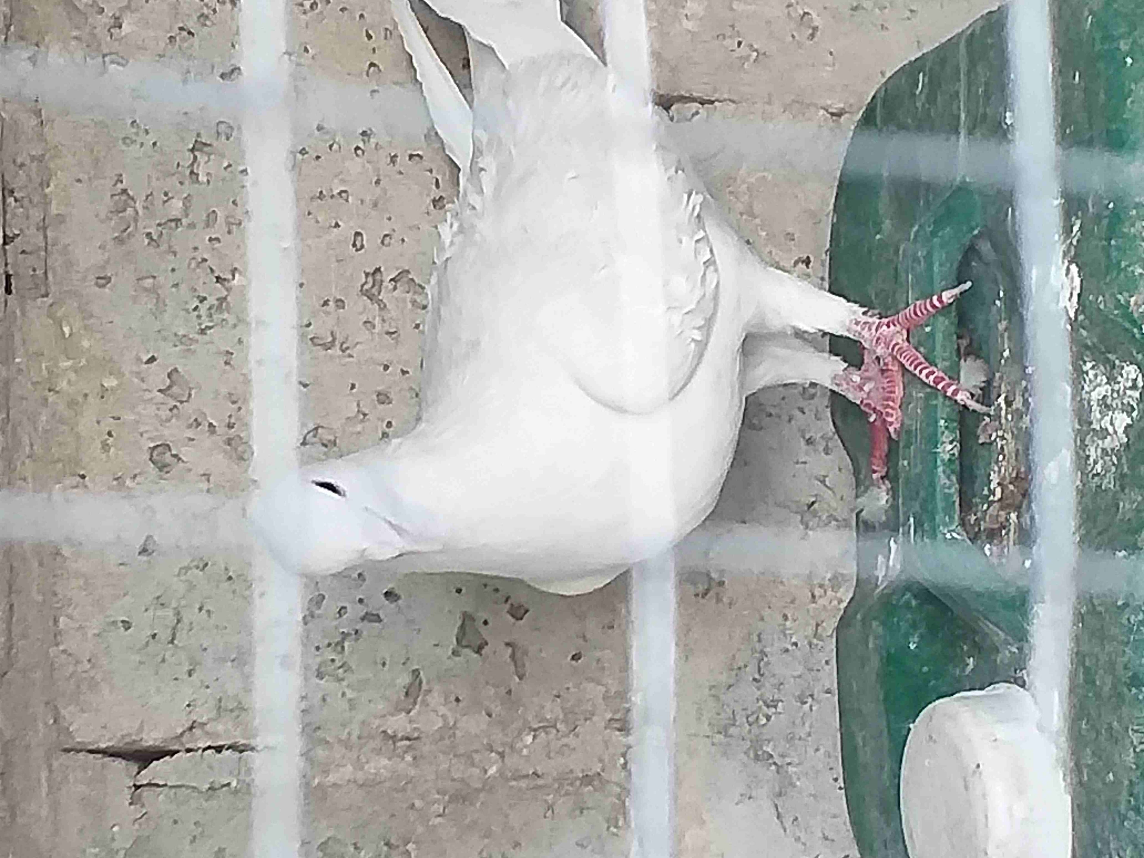 جوز برش ابيض جوز برش ازرق البيع في الرصيفة
لا تنسَ أنك شاهدت هذا الإعلان في عنكبوت
جوز برش ابيض ج...