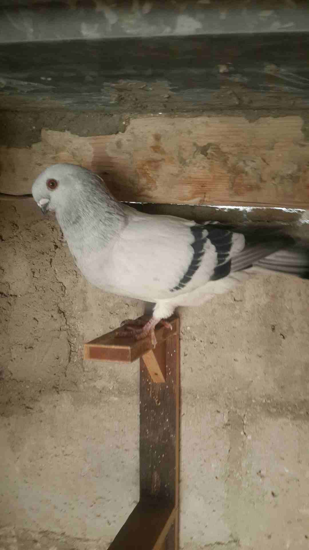 كوم فراخ للبيع فطم جديد وبواقي أنواع والوان 0796513536
لا تنسَ أنك شاهدت هذا الإعلان في عنكبوت
0796513536 الزرقاء...
