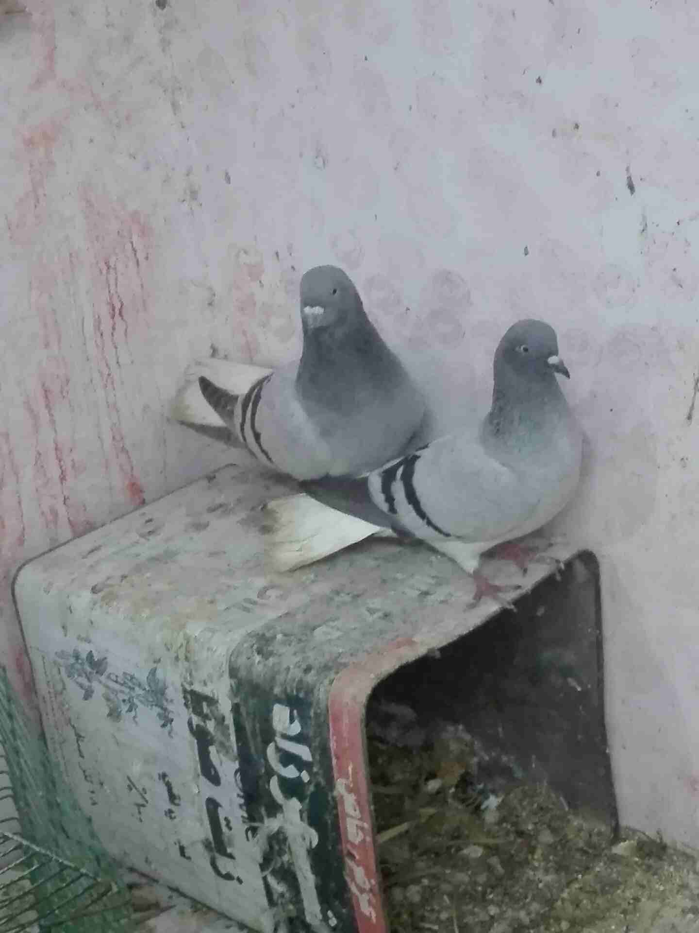 جوزين للبيع . شغالان كفاله شغل .حرق حرق
لا تنسَ أنك شاهدت هذا الإعلان في عنكبوت
جوز.نوريات زرق ول...