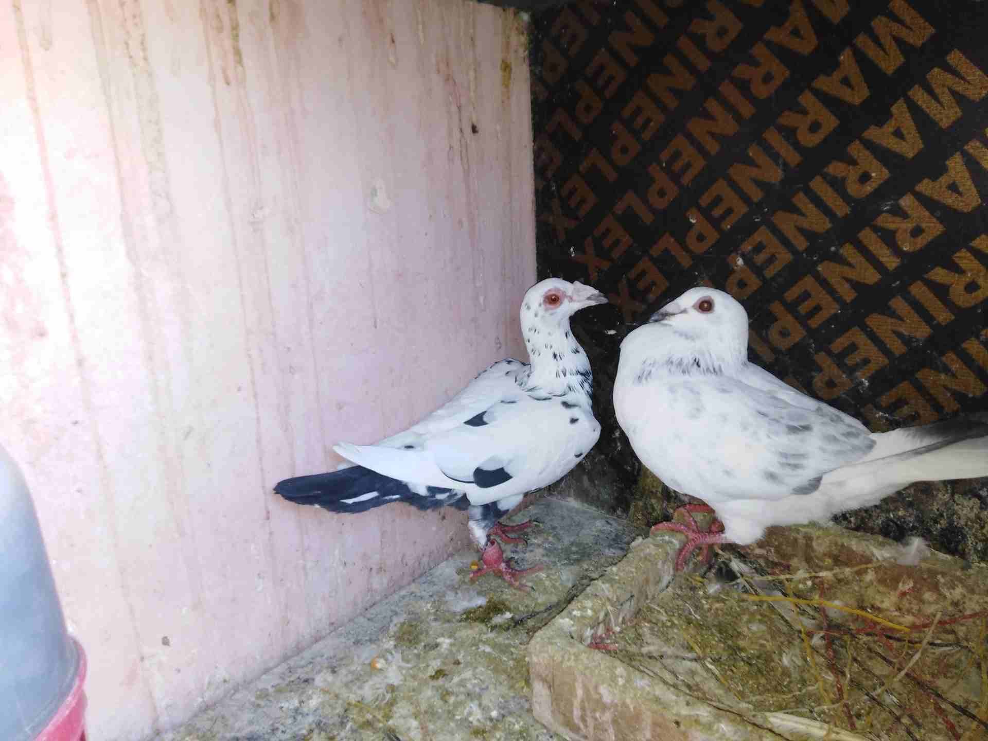 ازرقا حي معصوم
لا تنسَ أنك شاهدت هذا الإعلان في عنكبوت
كلو شغال علا ألمانيا البيع كوم...