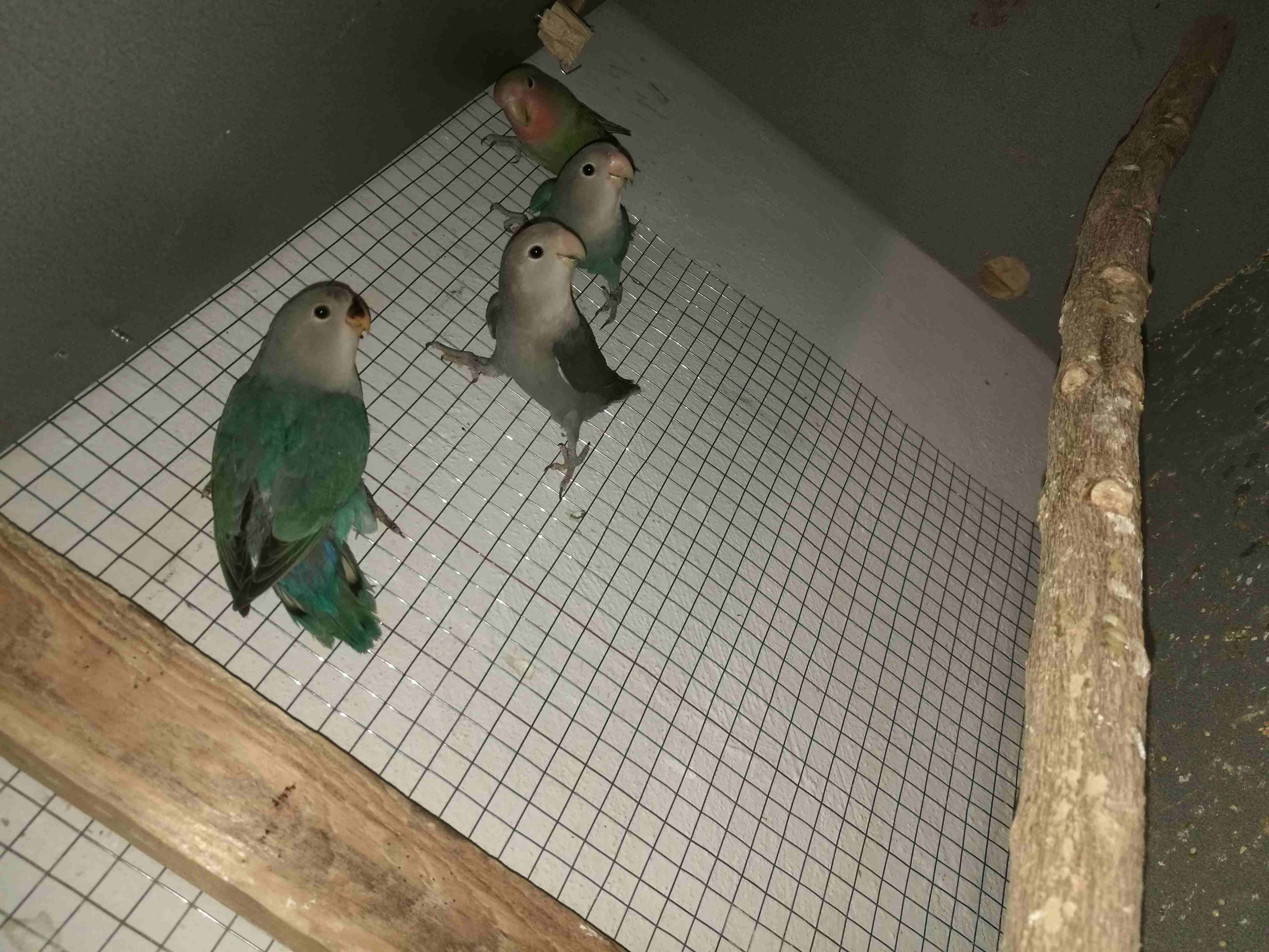 روز 4 حبات 3مخاليف عمر 6اشهر وحبه فطم جديد
لا تنسَ أنك شاهدت هذا الإعلان في عنكبوت
اربع حبات روز...