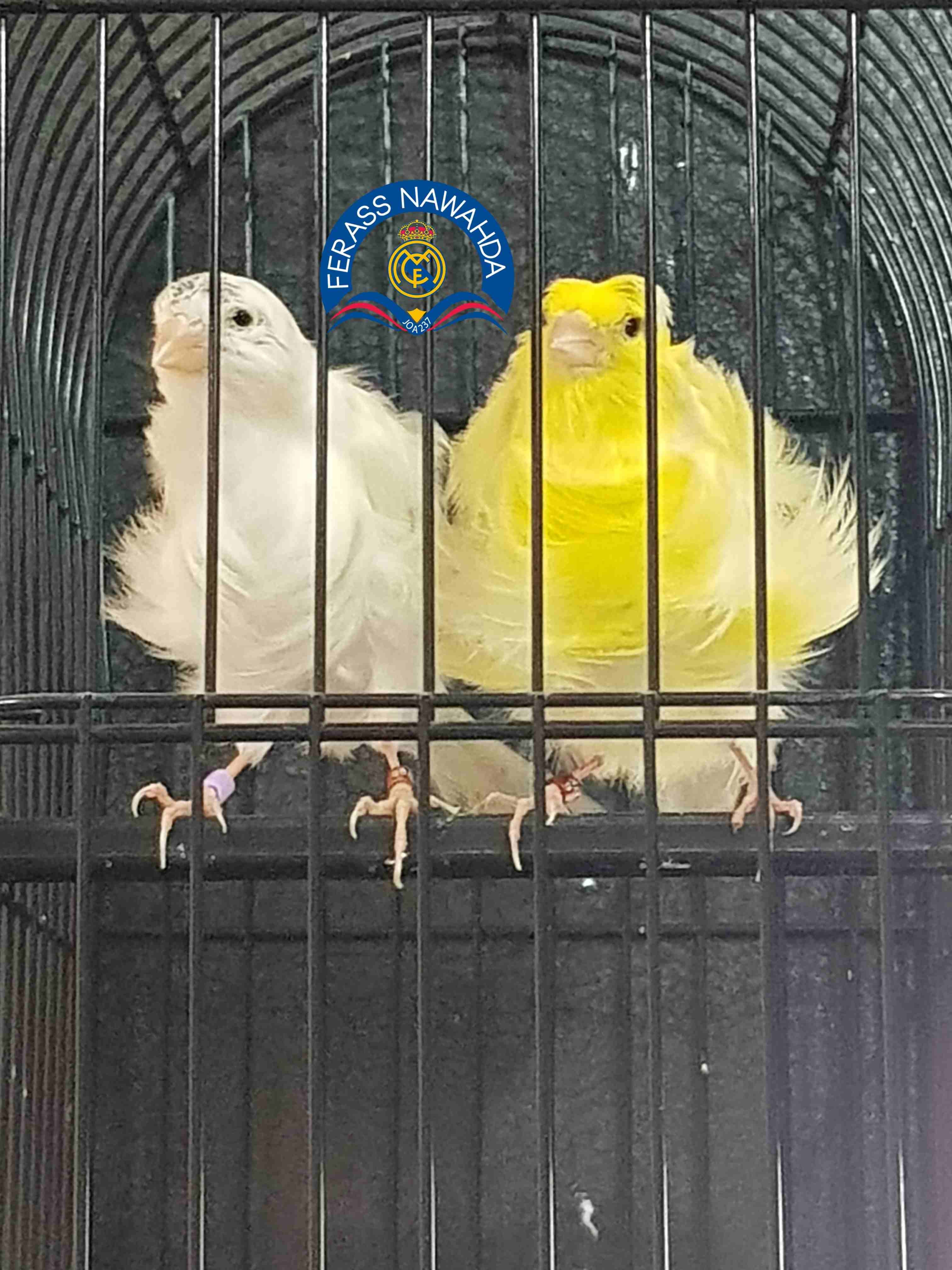 جوز بادوفان
لا تنسَ أنك شاهدت هذا الإعلان في عنكبوت
بسم الله الرحمن الرحيم ...
جوز للبيع ... ((...