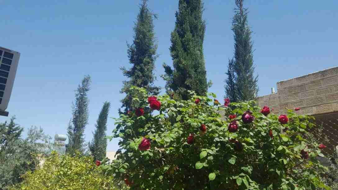 عمارة استثمارية تقع في حوض 6 الحجار /ابو علياء
لا تنسَ أنك شاهدت هذا الإعلان في عنكبوت
مكونه من...