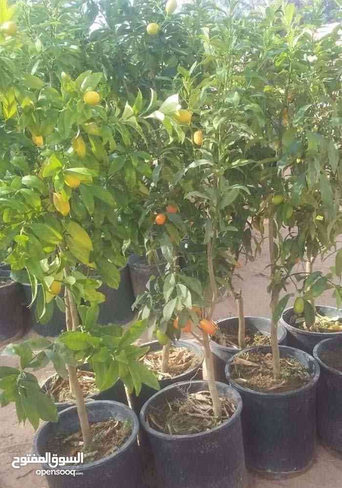 مشاتل الفاكهه للخدمات الزراعيه
لا تنسَ أنك شاهدت هذا الإعلان في عنكبوت
بيع جميع انواع الاشجار...