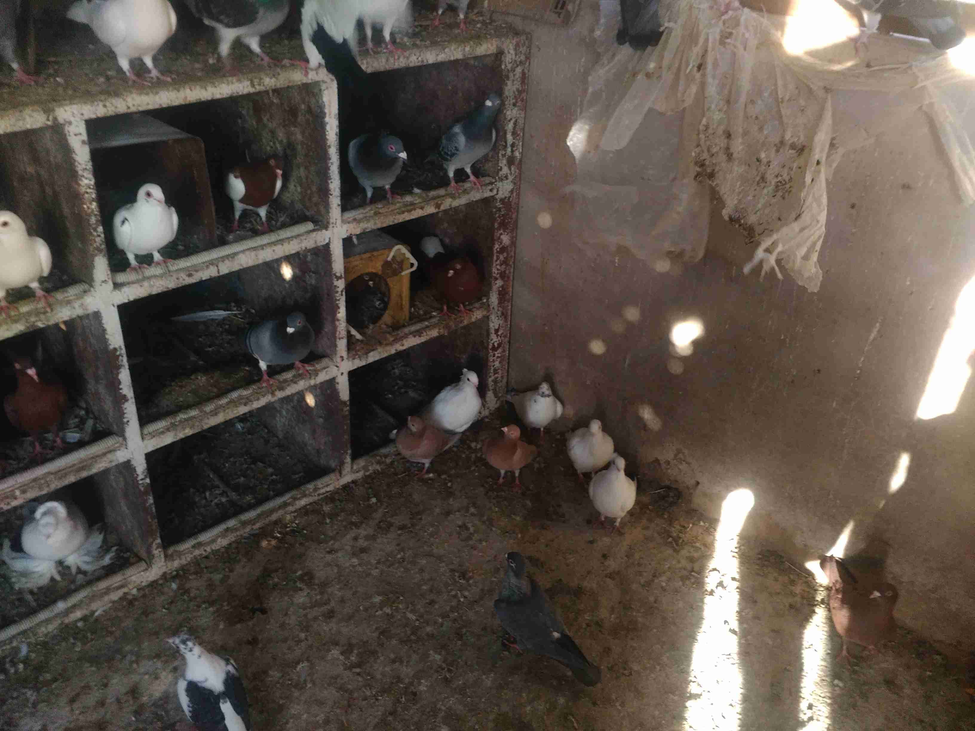حمام اجنبي بصلاه ع نبي كله شغال
لا تنسَ أنك شاهدت هذا الإعلان في عنكبوت
مايقارب 40جوز...