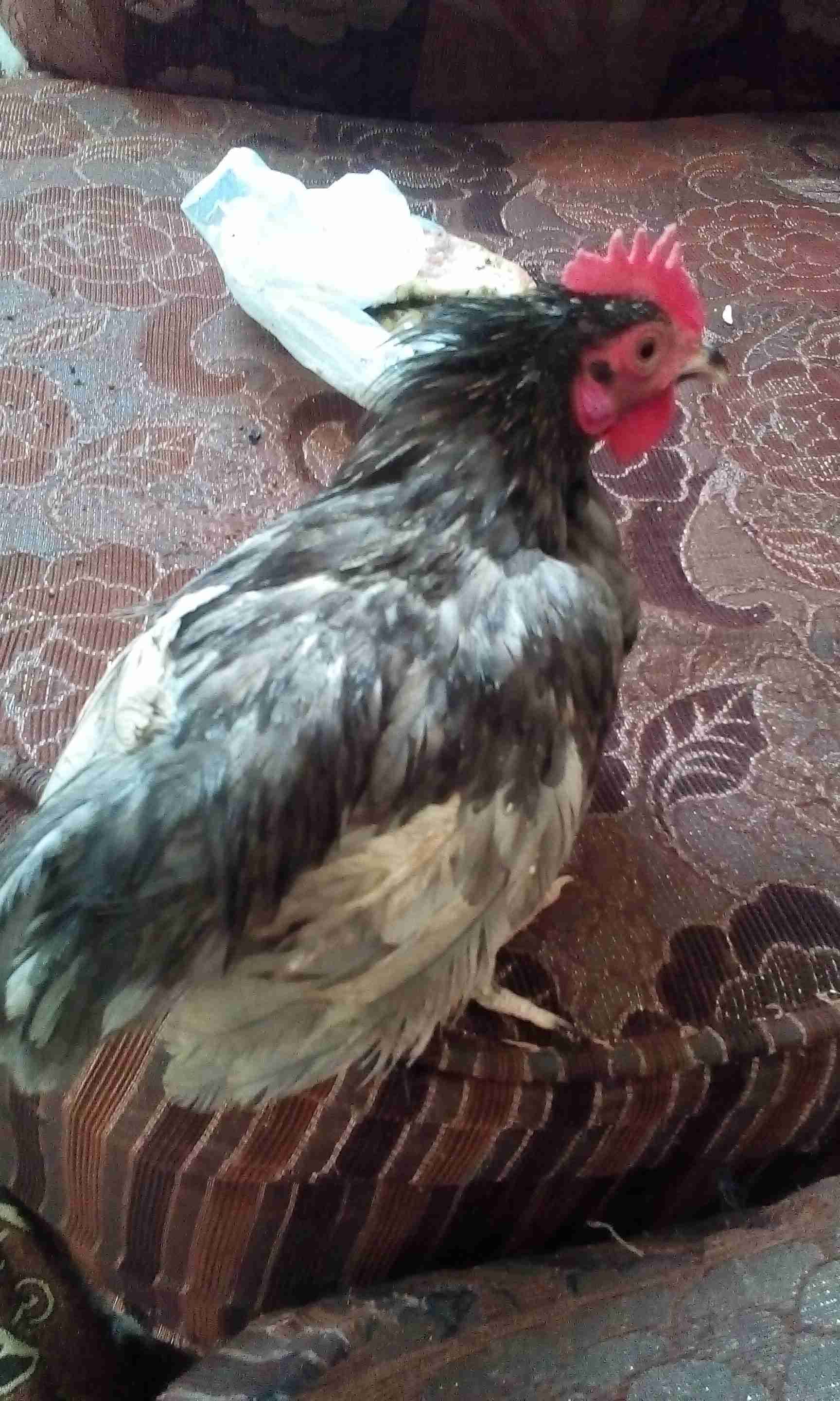 اربع فراخ ديوك عمر ست شهور
لا تنسَ أنك شاهدت هذا الإعلان في عنكبوت
بحاله ممتازه...