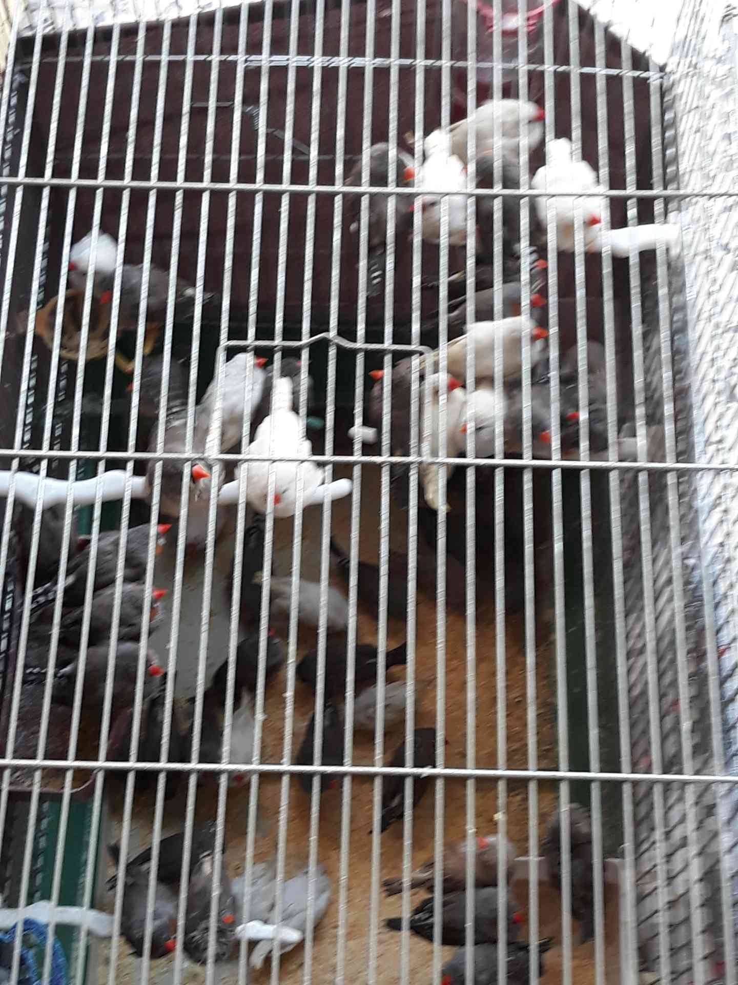 لبيع سعر حرق 0788147291
لا تنسَ أنك شاهدت هذا الإعلان في عنكبوت
لبيع 0788147291
رقم...