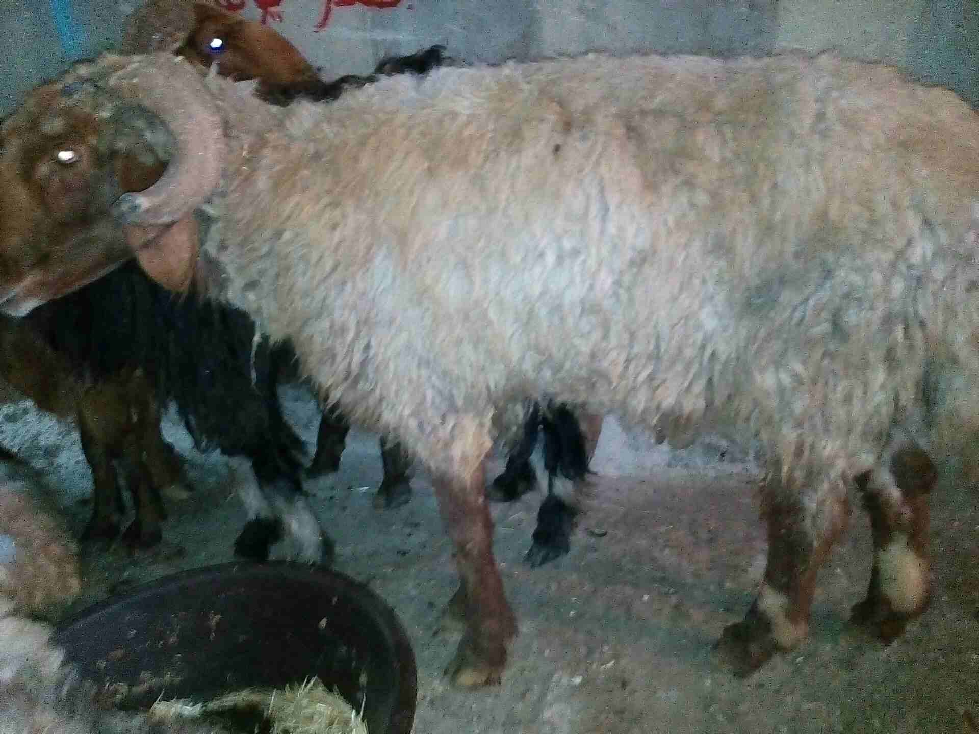 كباش بيعر البلاش وباسعار مغرية جدا
لا تنسَ أنك شاهدت هذا الإعلان في عنكبوت
كباش عدد خمسة سن انضيف...