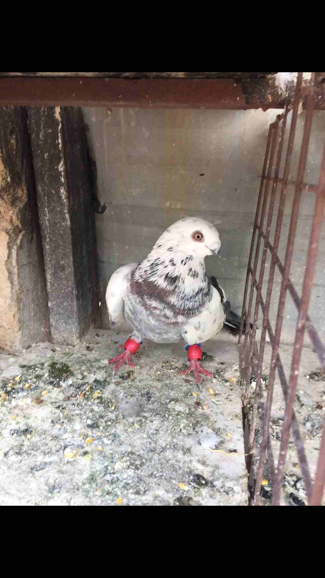 9 طيور كش بسعر مغري
لا تنسَ أنك شاهدت هذا الإعلان في عنكبوت
الطيور كش كلهم فحول
عدد 9 للبيع كلهم...