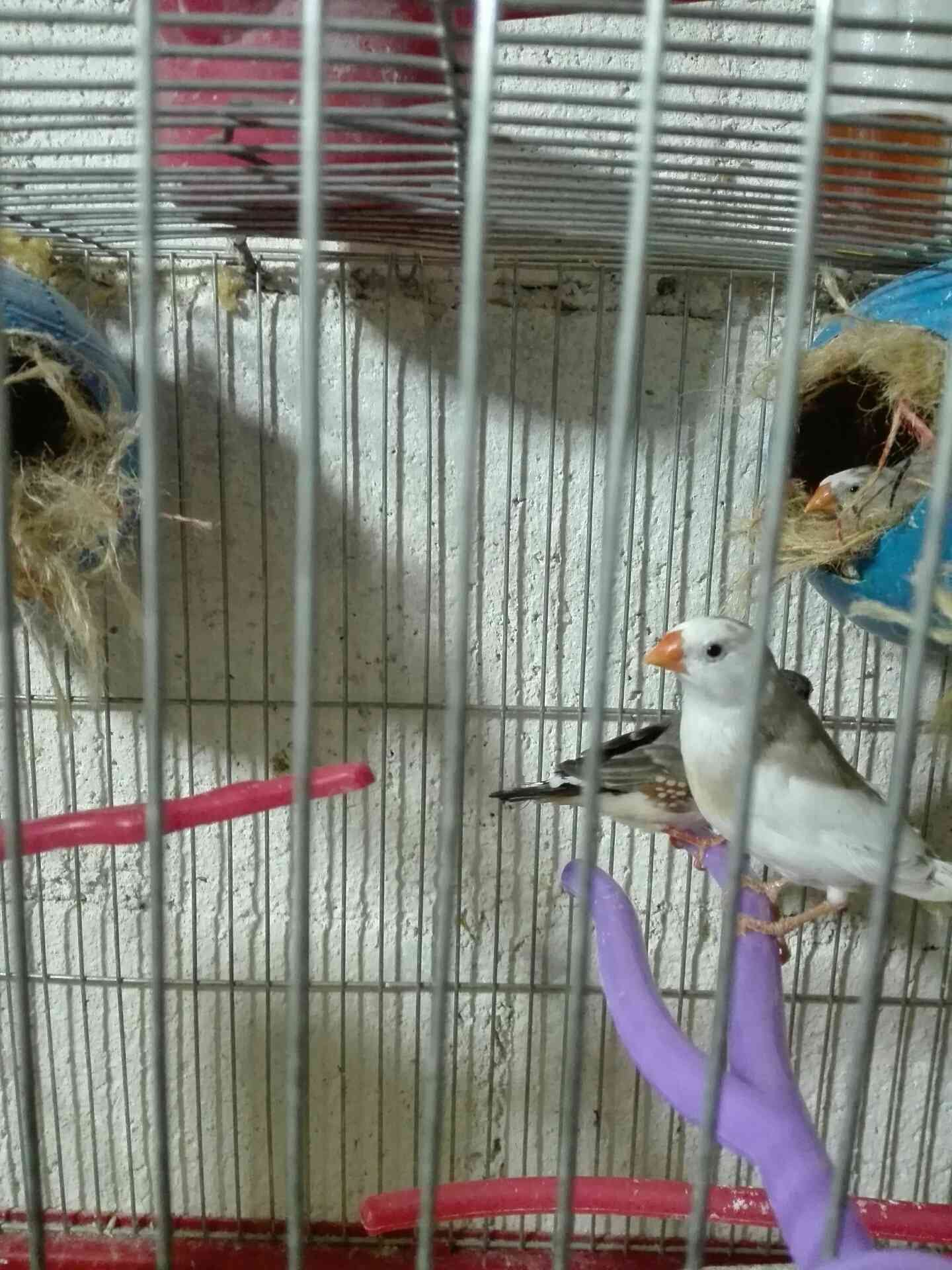 4 جواز جنة بايضات مع قفص 3 معالف وكالة للبدل على حمام بلدي
لا تنسَ أنك شاهدت هذا الإعلان في عنكبوت...