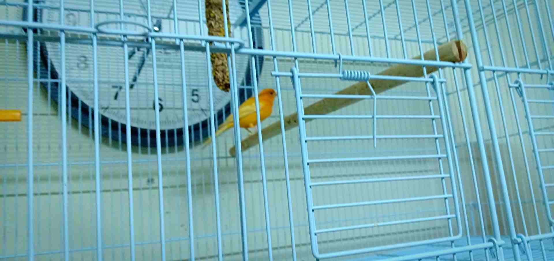 كنار جزري غامق ما بسكت ماشالله
لا تنسَ أنك شاهدت هذا الإعلان في عنكبوت
فحل مع قفص مطير كبير جديد...
