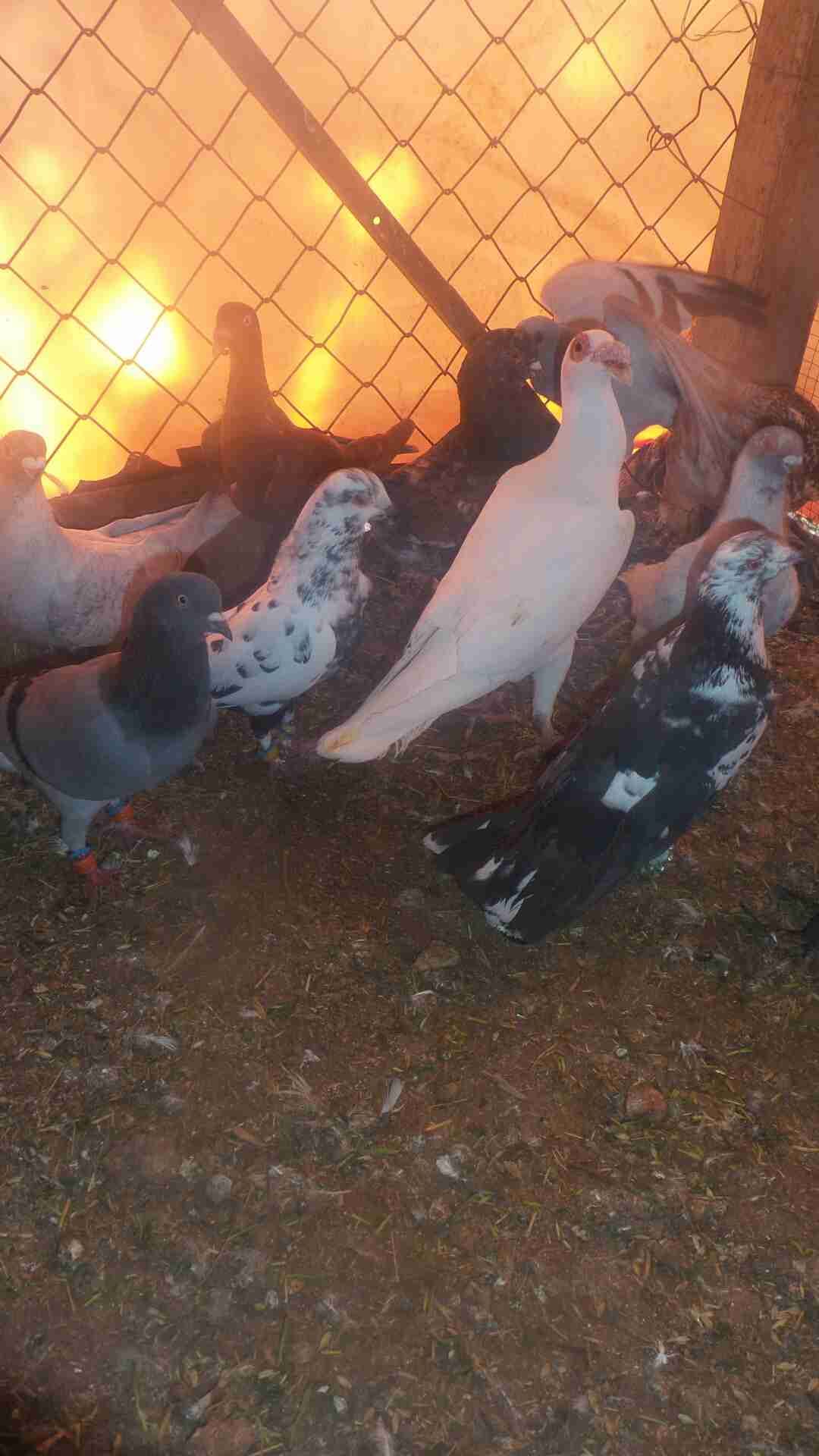 في 40حبه كلها نخب مافيها طير كبير وفيها 4طواير اسماء
لا تنسَ أنك شاهدت هذا الإعلان في عنكبوت...