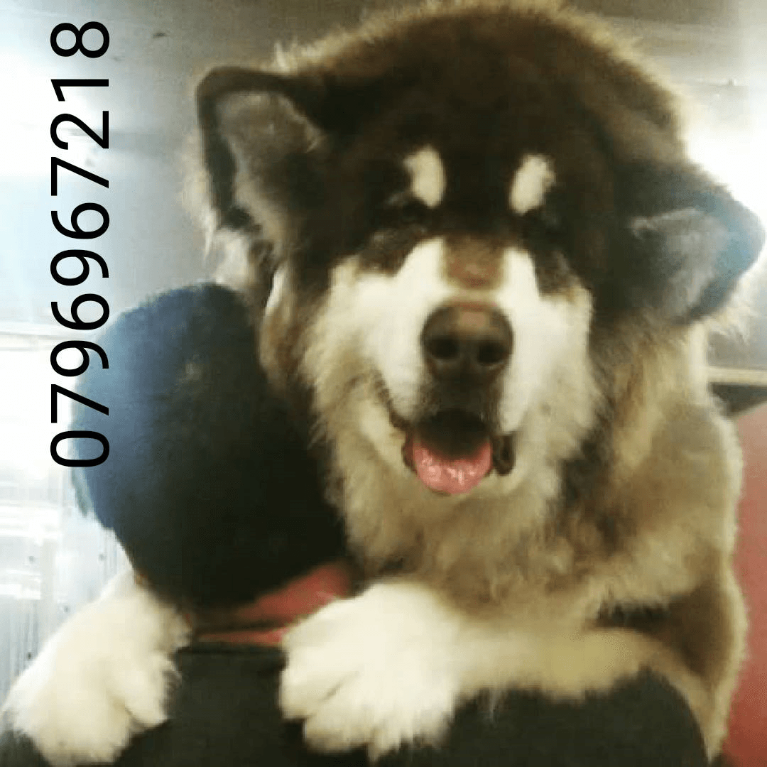 Gaint Alaskan Malamute
لا تنسَ أنك شاهدت هذا الإعلان في عنكبوت
بسم الله ما شاء الله ...
متاح...