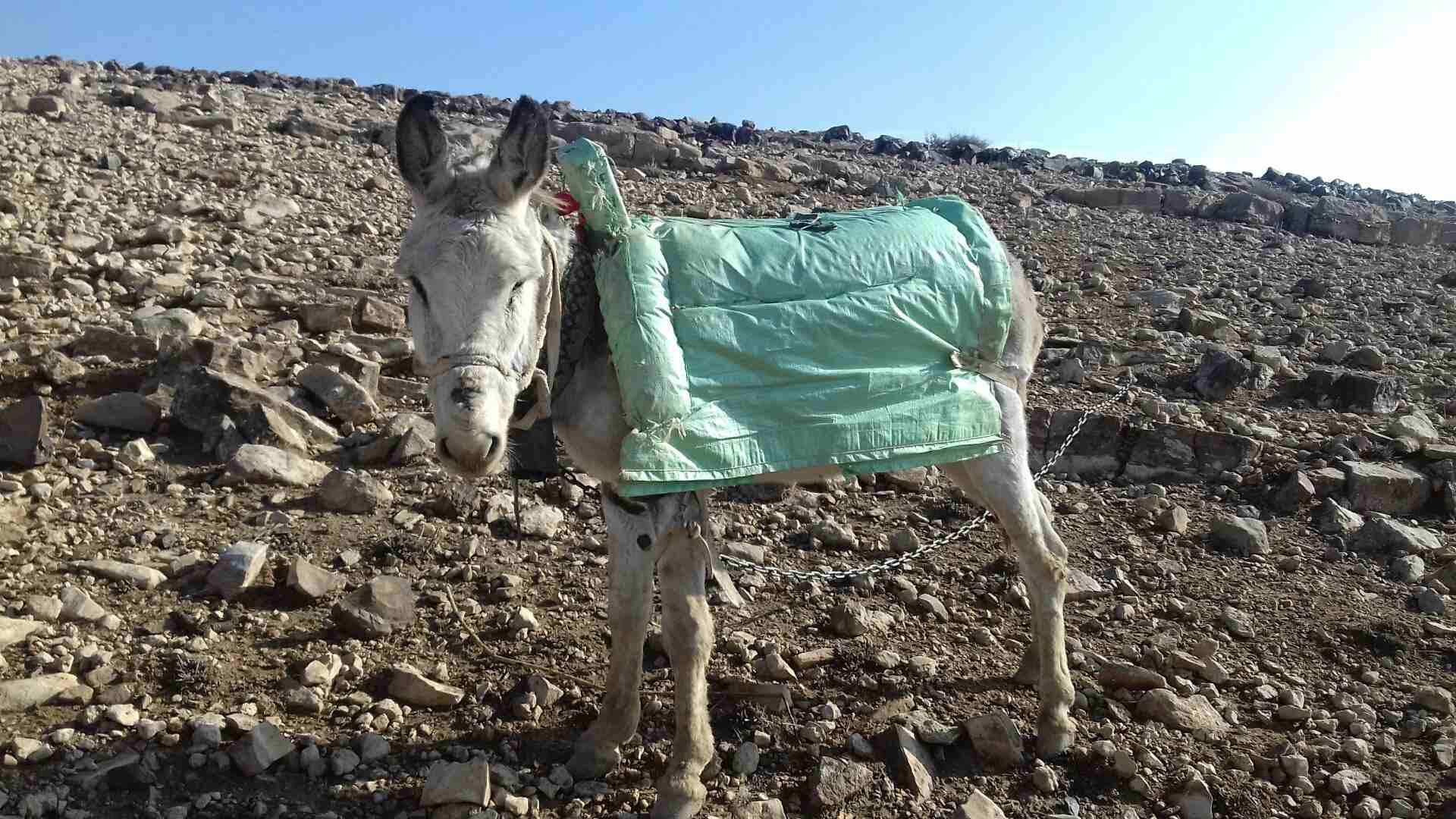 حمار غنم
لا تنسَ أنك شاهدت هذا الإعلان في عنكبوت
لجادين فقط. فقط...