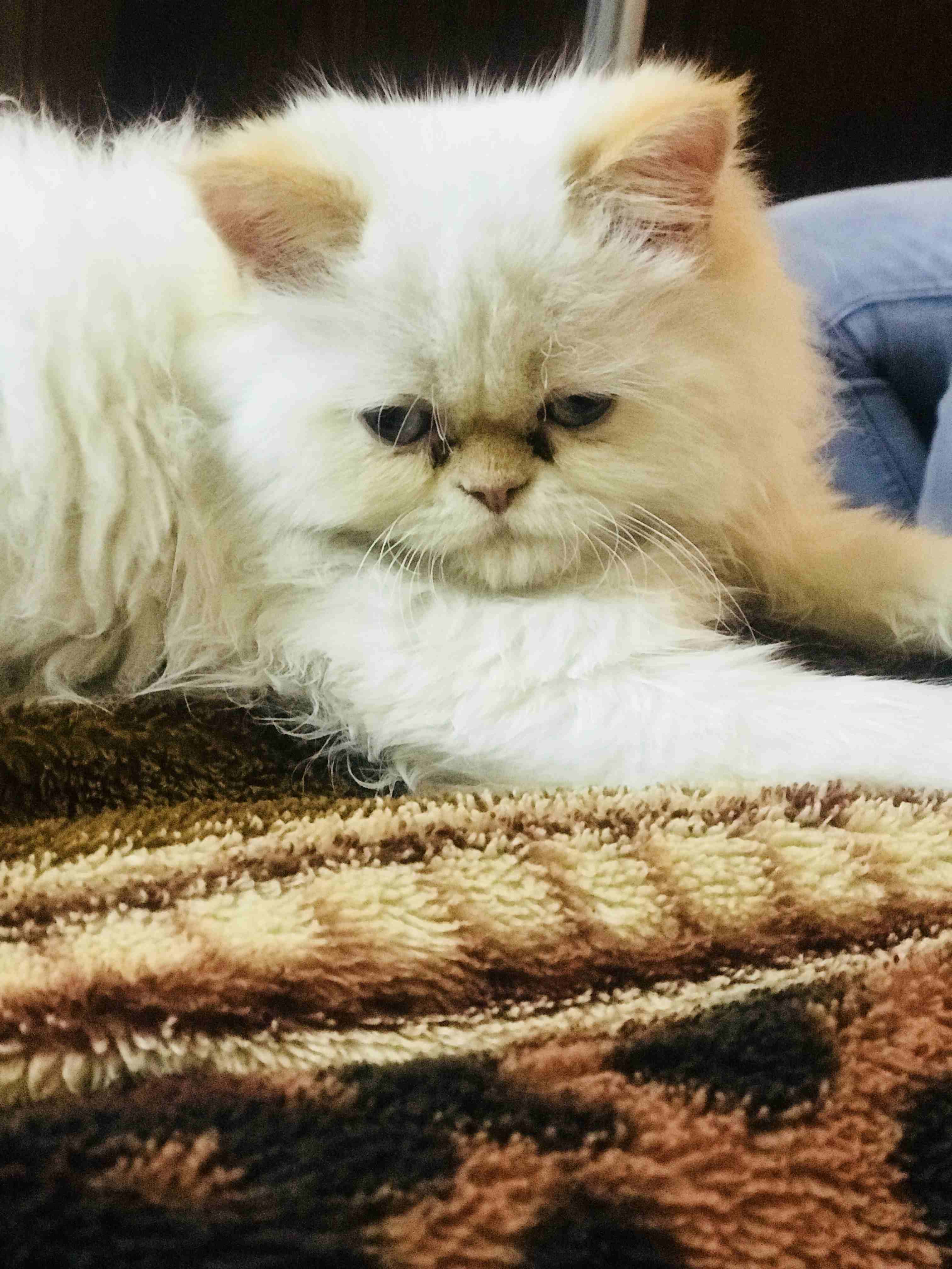 قط هملايا اورنج بيكس فيس للبيع العمر 3 شهور للجادين التواصل على الرقم 0789973654 /0781550015
لا تنسَ أنك شاهدت هذا الإعلان في عنكبوت...