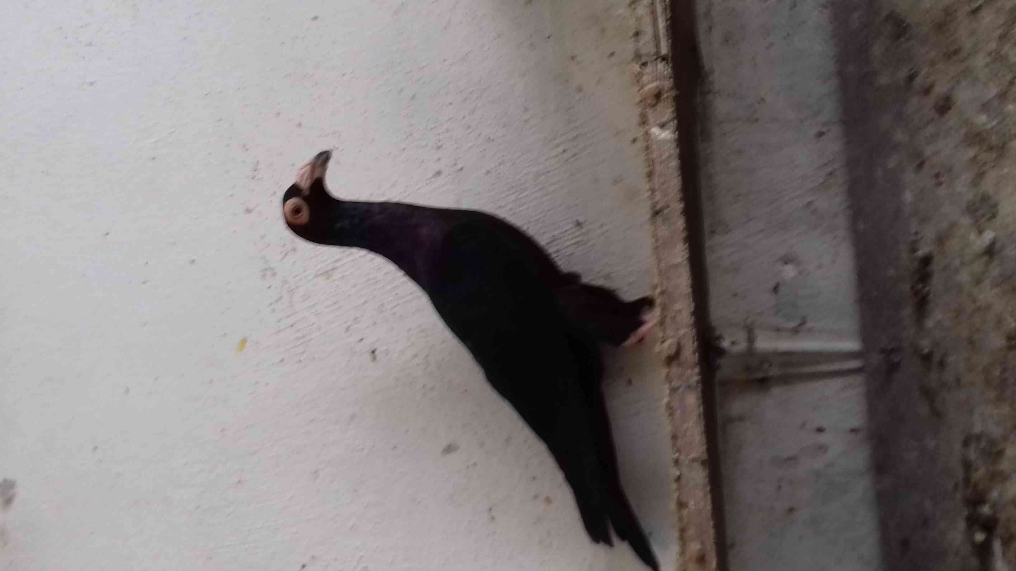 طيره بغداديه شغاله 100 100 باذن الله مكفوله
لا تنسَ أنك شاهدت هذا الإعلان في عنكبوت
على الطبي...