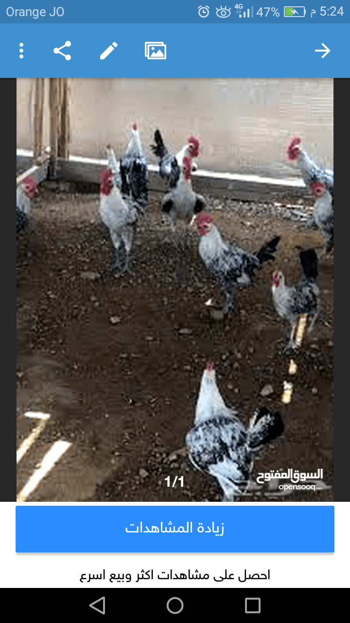 ديوك فيومي وبلدي للبيع
لا تنسَ أنك شاهدت هذا الإعلان في عنكبوت
4 ديوك فيومي بلوغ جديد .... يعني ص...