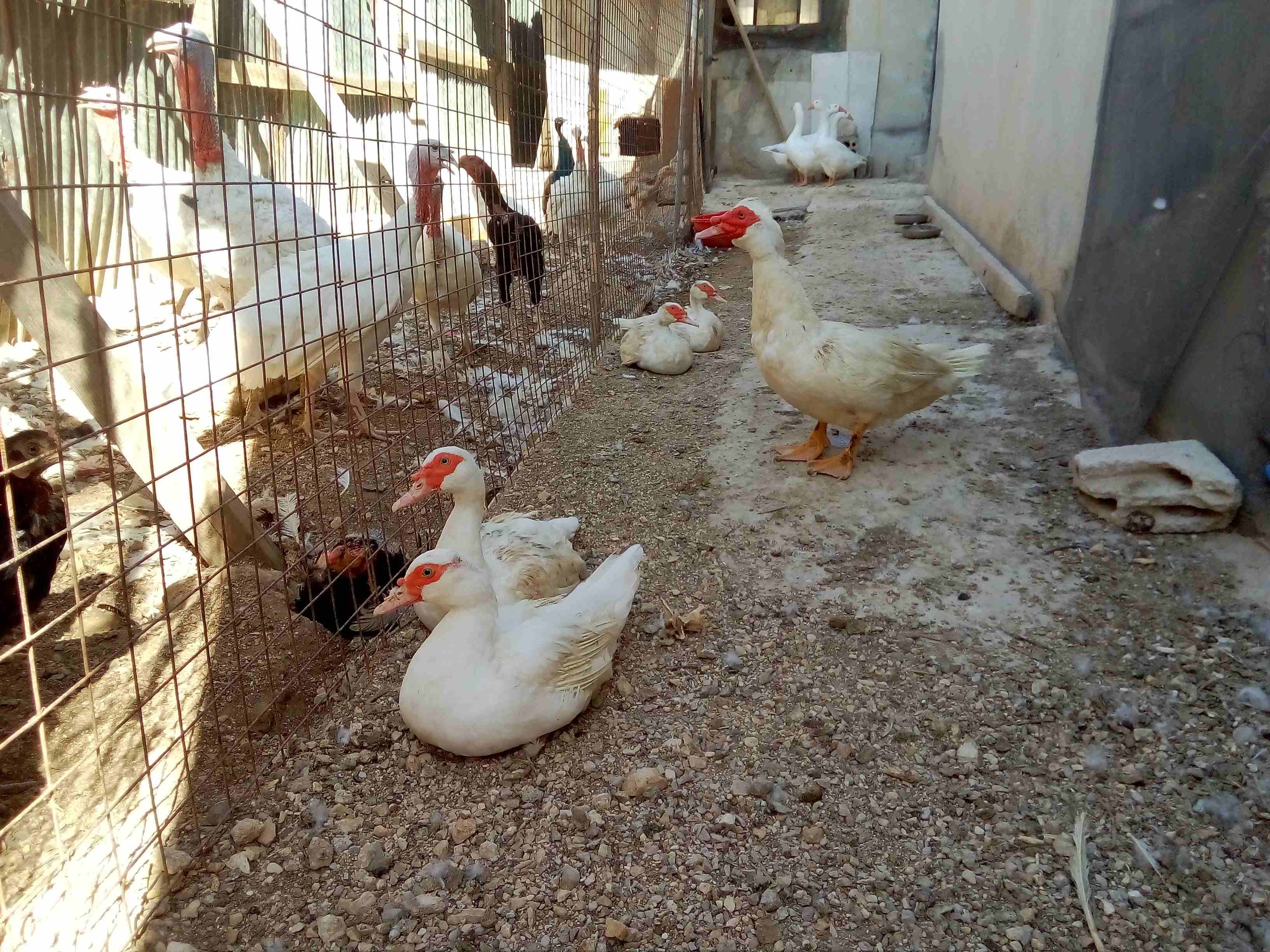 بيض بط مسكوفى نخب
لا تنسَ أنك شاهدت هذا الإعلان في عنكبوت
مسكوفي نخب اصلي...
