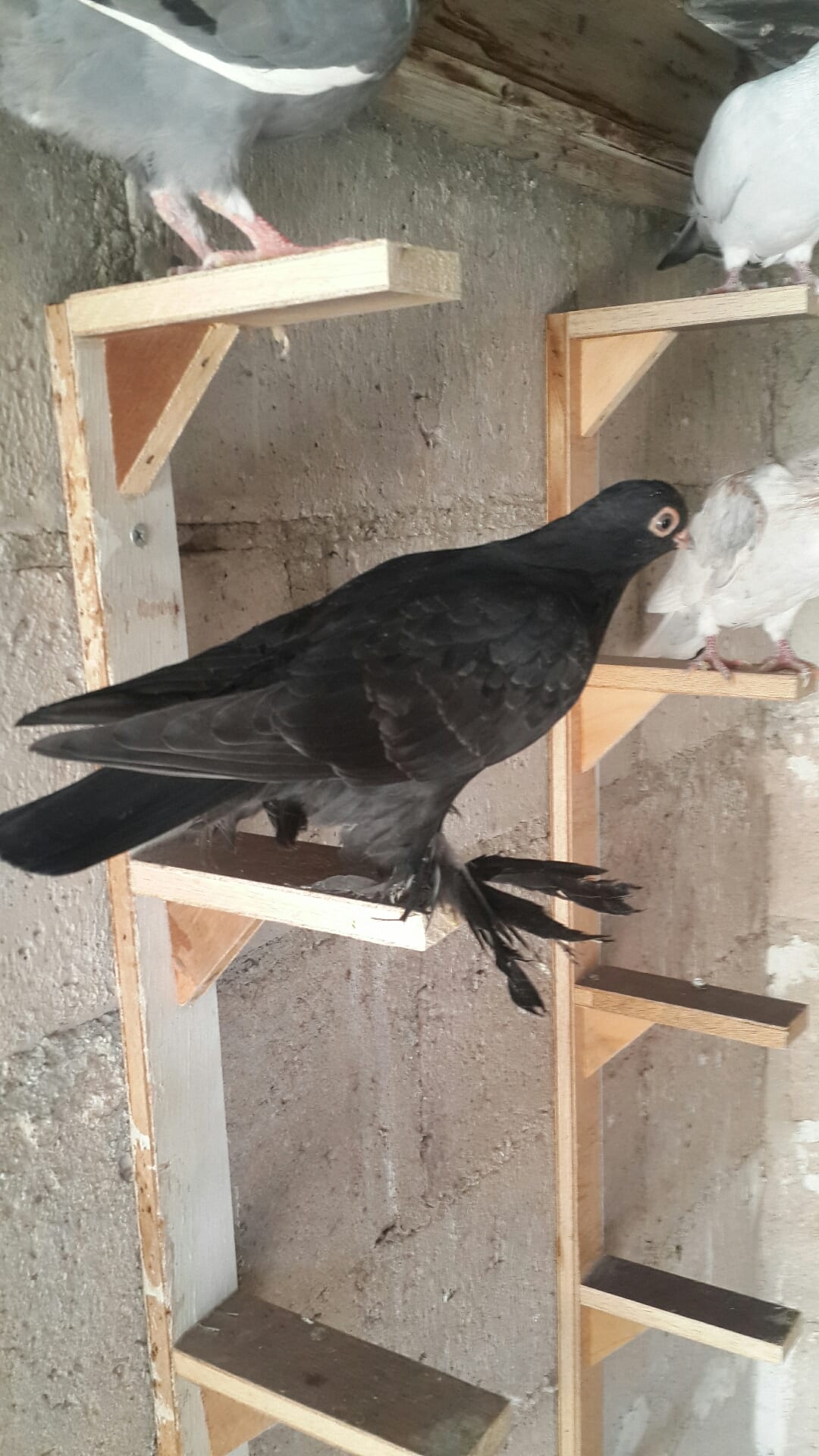 يوجد كوم فراخ انواع فطم جديد واشي بواقي ألوان لا اتابع الرسائل 0796513536 على ال
لا تنسَ أنك شاهدت هذا الإعلان في عنكبوت
07965...
