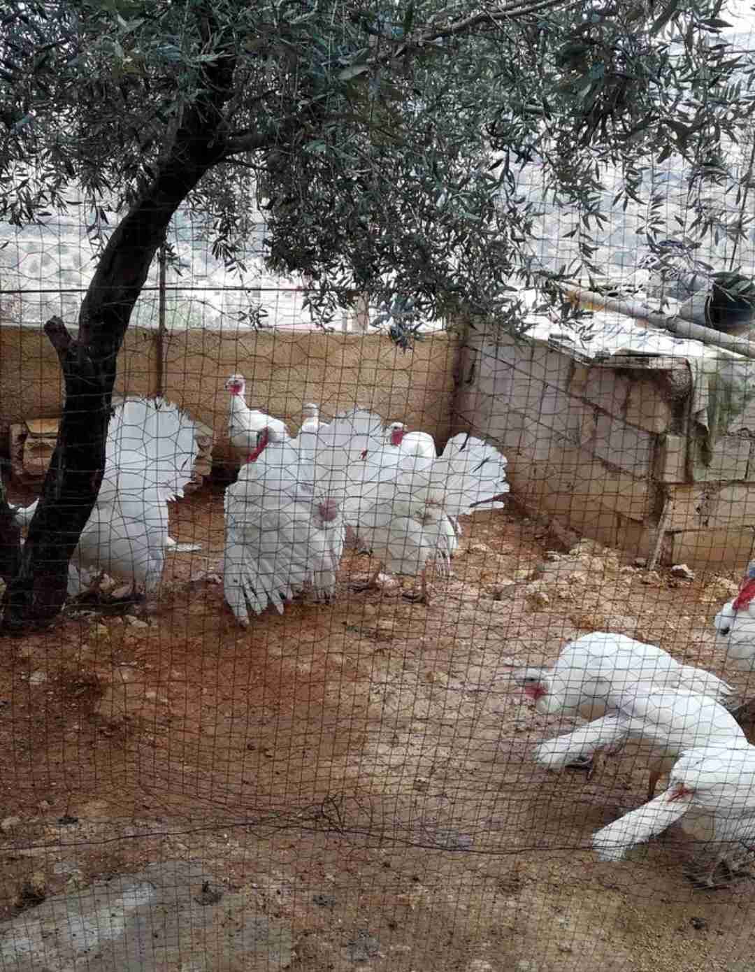 حبش هولندي
لا تنسَ أنك شاهدت هذا الإعلان في عنكبوت
يوجد ذكور حبش واناثي مستويات عاليه جدا
هو...