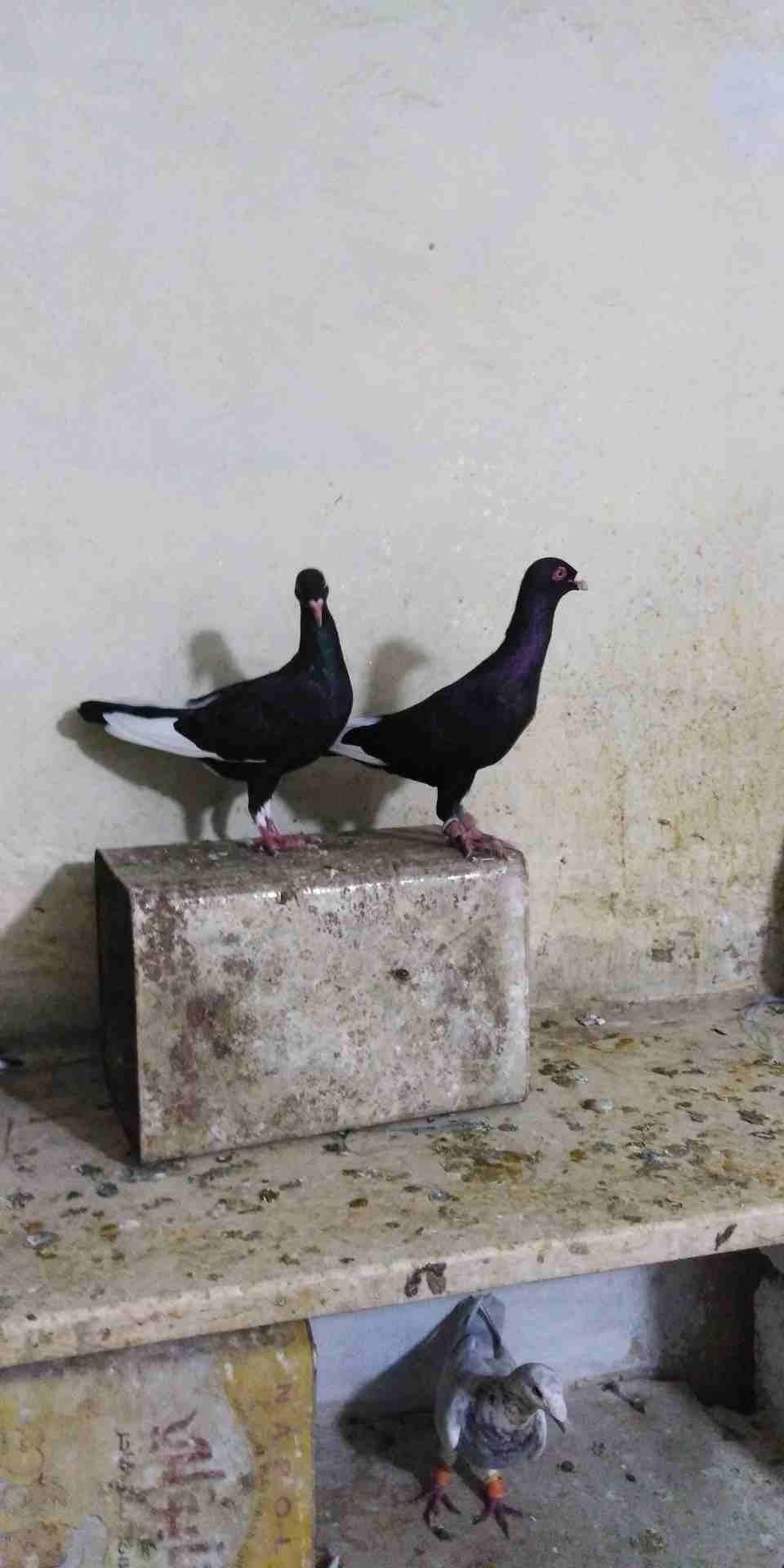 حمام زق شغال
لا تنسَ أنك شاهدت هذا الإعلان في عنكبوت
حمام زق
رقم...