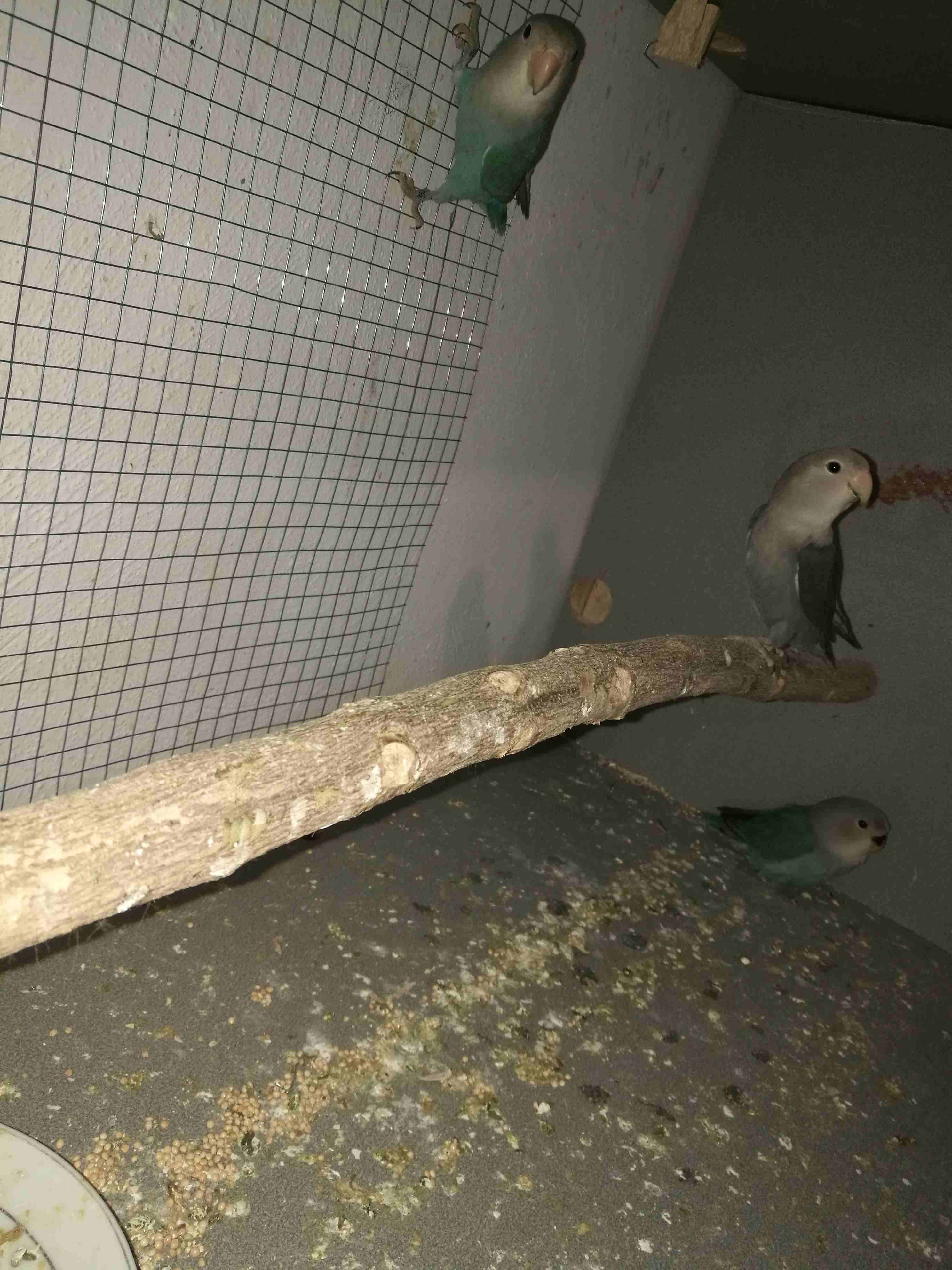 روز 4 حبات 3مخاليف عمر 6اشهر وحبه فطم جديد
لا تنسَ أنك شاهدت هذا الإعلان في عنكبوت
اربع حبات روز...