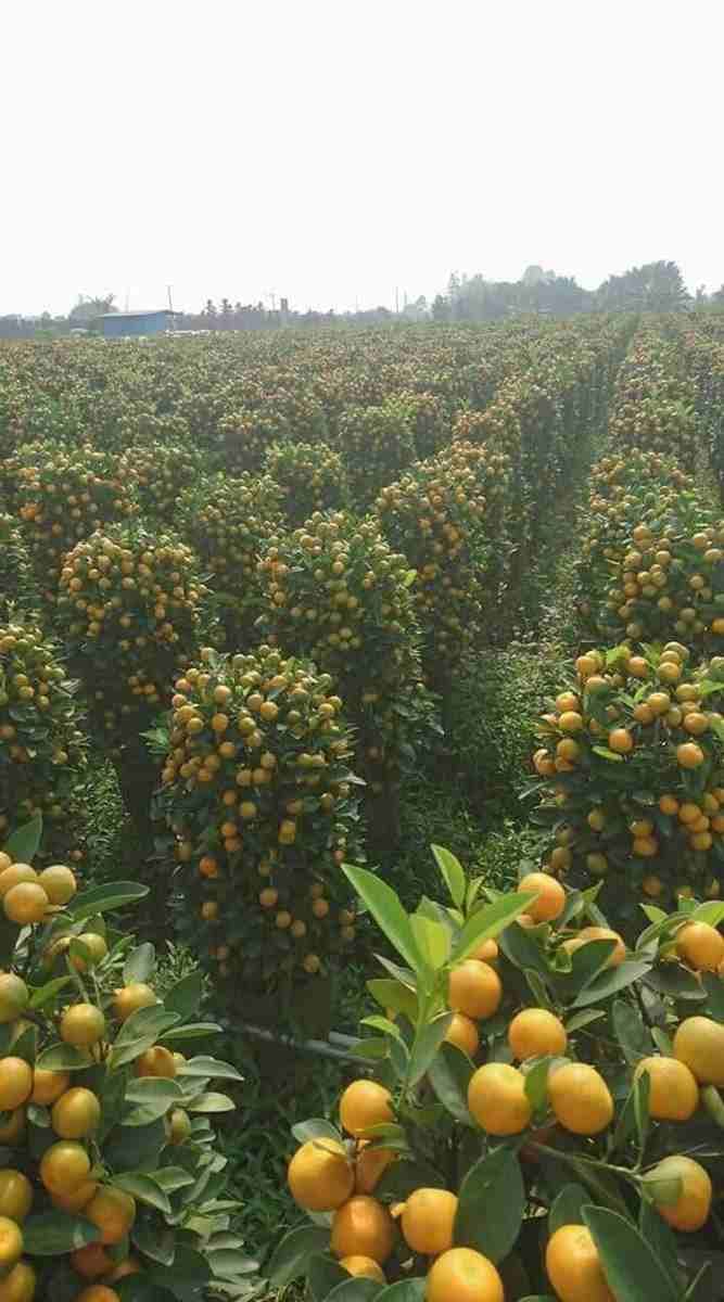 كافة أنحاء المملكه الاردنيه الهاشميه
لا تنسَ أنك شاهدت هذا الإعلان في عنكبوت
يتوفر لدينا حمضيات ع...