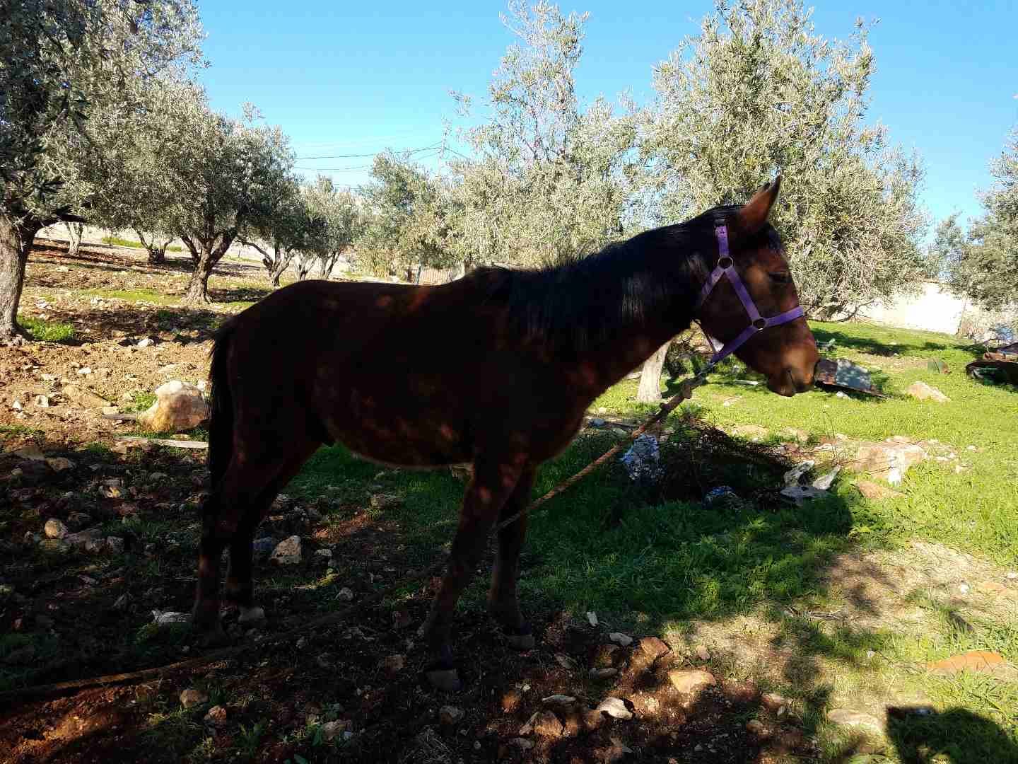 خيل للبيع بسعر مغري
لا تنسَ أنك شاهدت هذا الإعلان في عنكبوت
خيل للبيع بسعر مغري
عمره سنتين وشه...