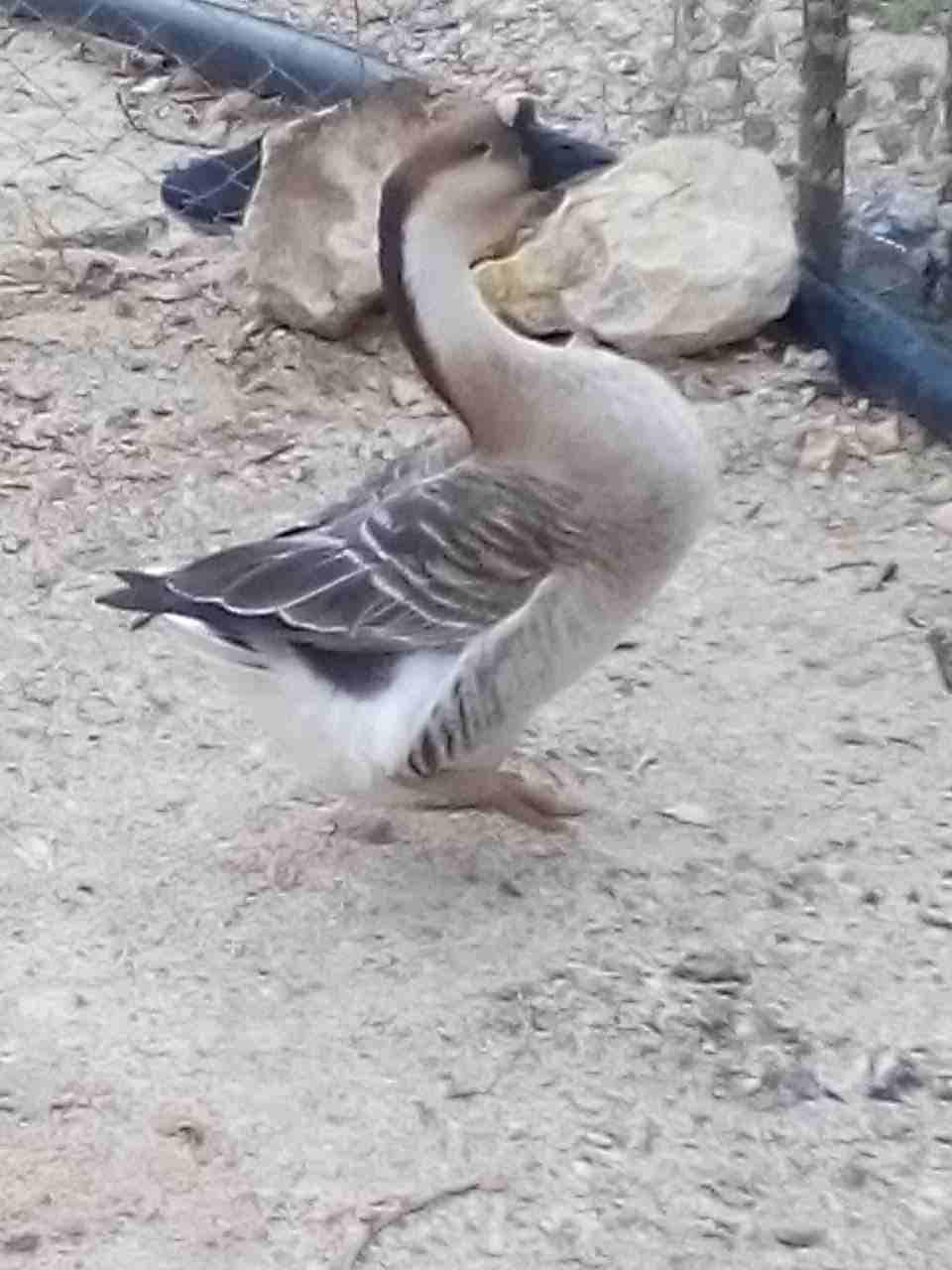أنثى وز أفريقي ضخمة
لا تنسَ أنك شاهدت هذا الإعلان في عنكبوت
أنثى وز أفريقي حجم ضخم جداً 125 دينا...