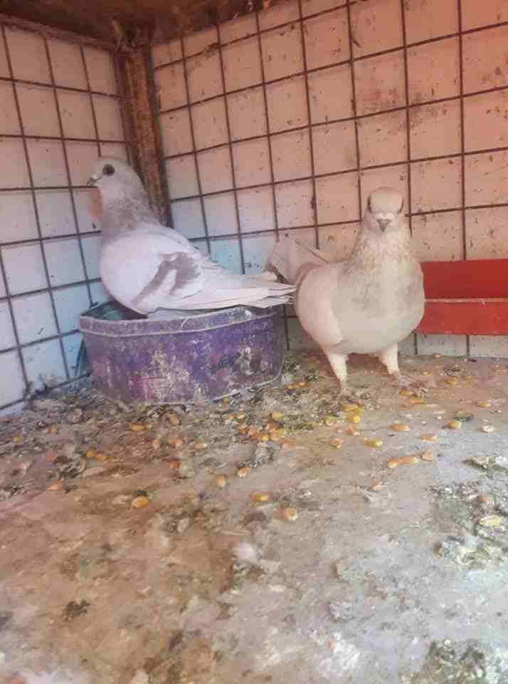 جوز كفاله بواز حمر مع فرخ بالصلاة عل النبي
لا تنسَ أنك شاهدت هذا الإعلان في عنكبوت
جوز بواز حمر م...