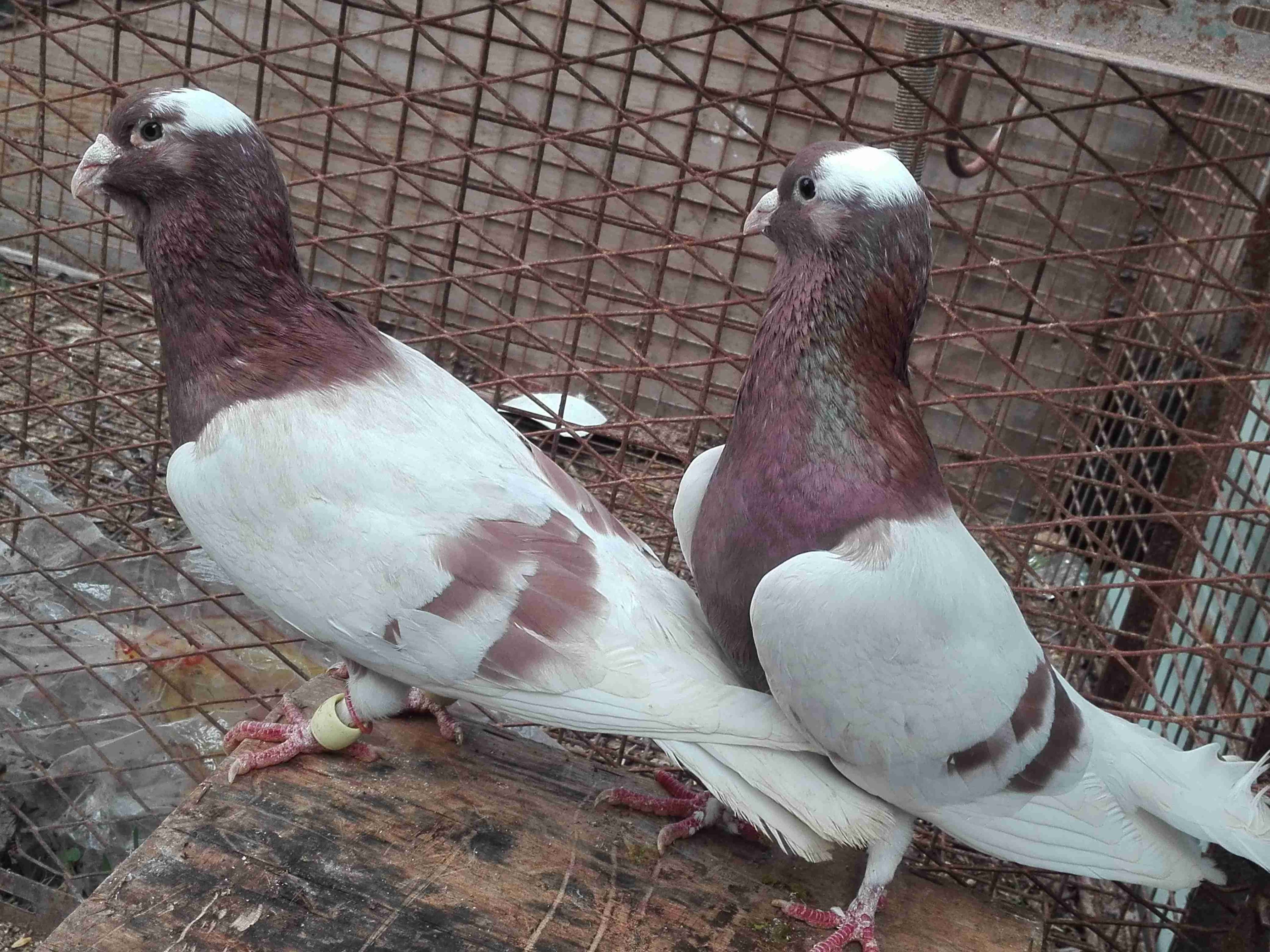 جوز موردي شغلات طقم
لا تنسَ أنك شاهدت هذا الإعلان في عنكبوت
طقم شغال شرعه نخب...